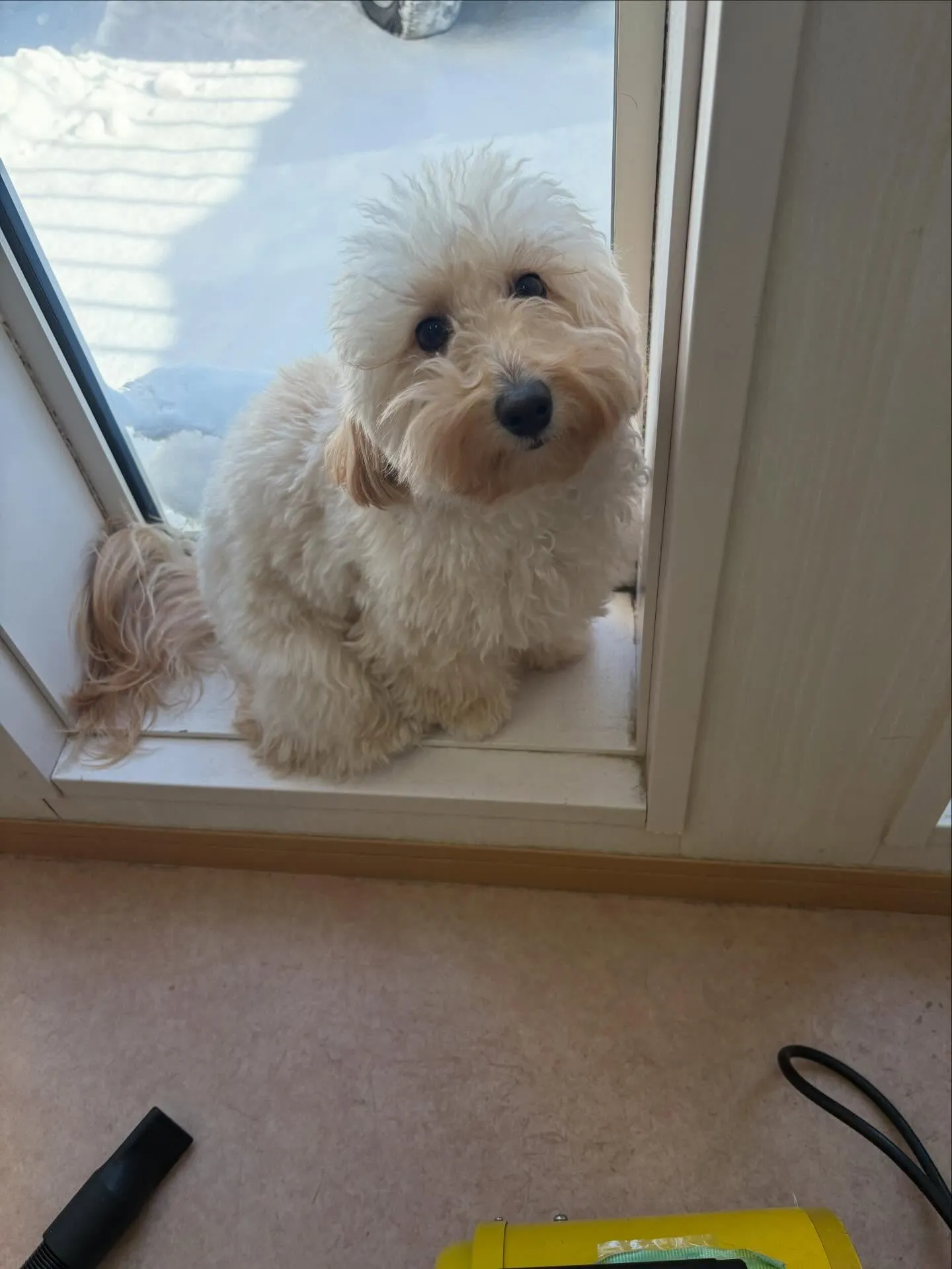 犬のトリミング✂️