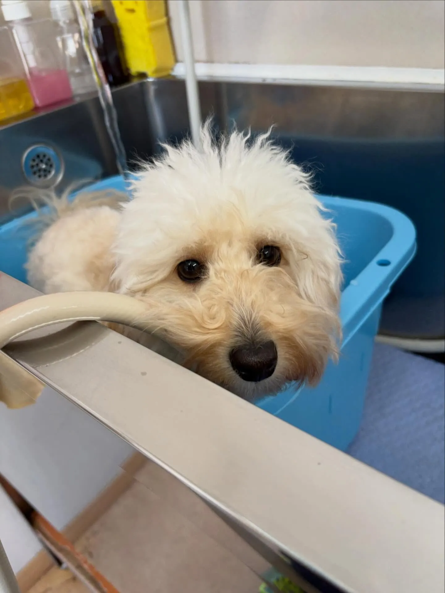 犬のトリミング✂️