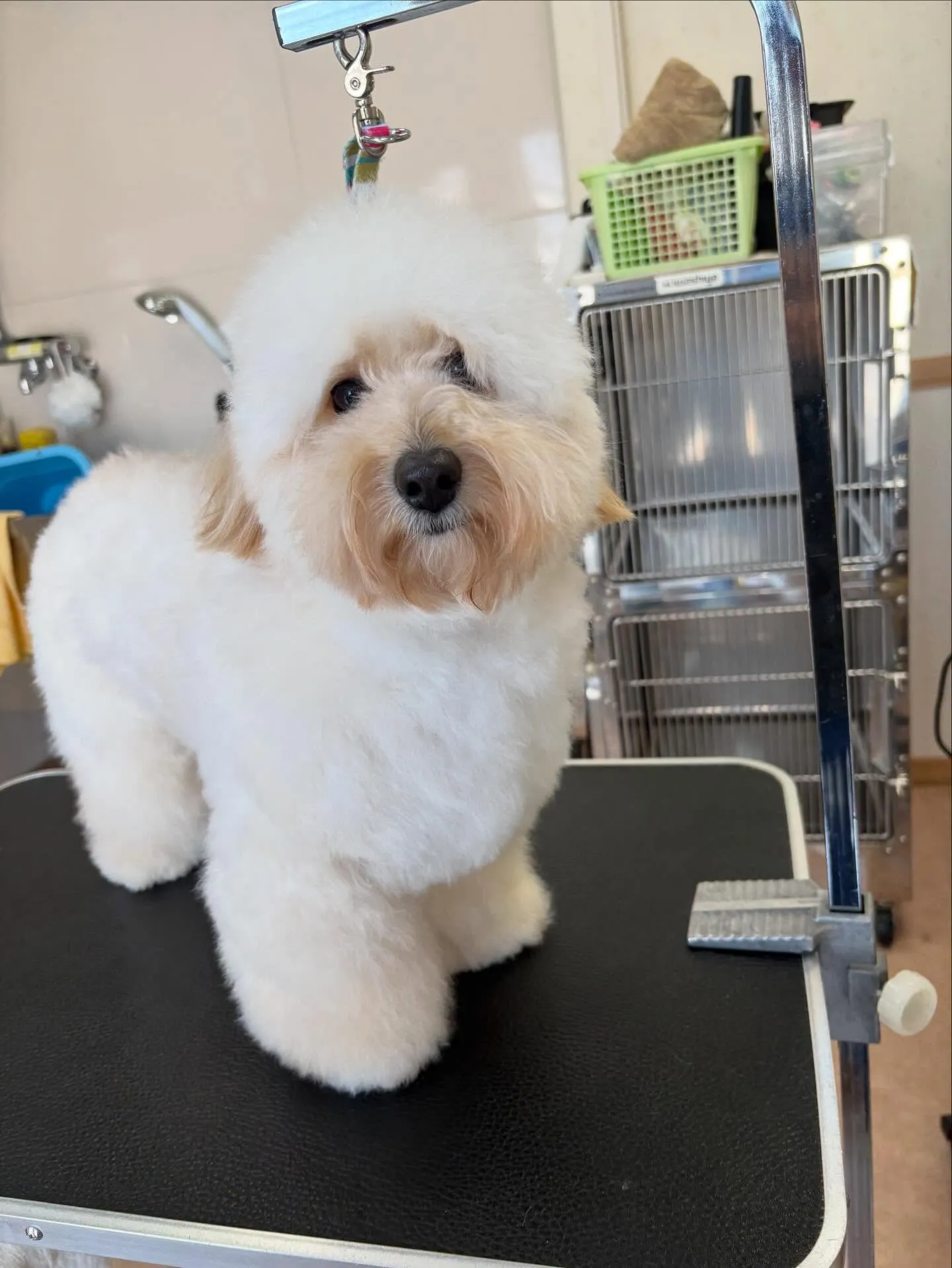 犬のトリミング✂️