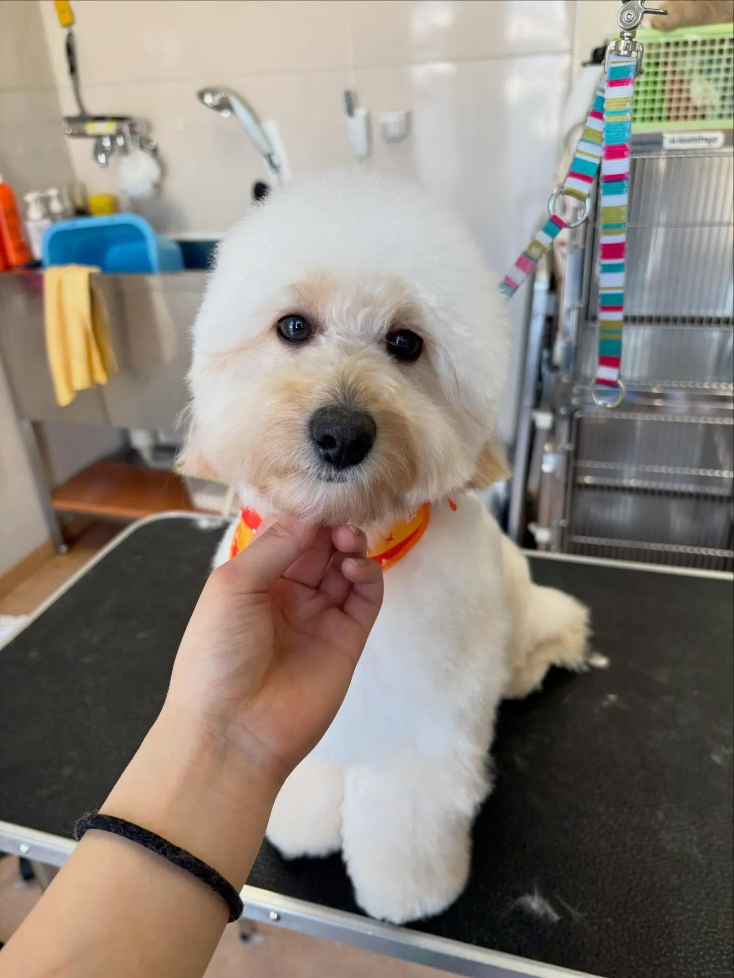 犬のトリミング✂️