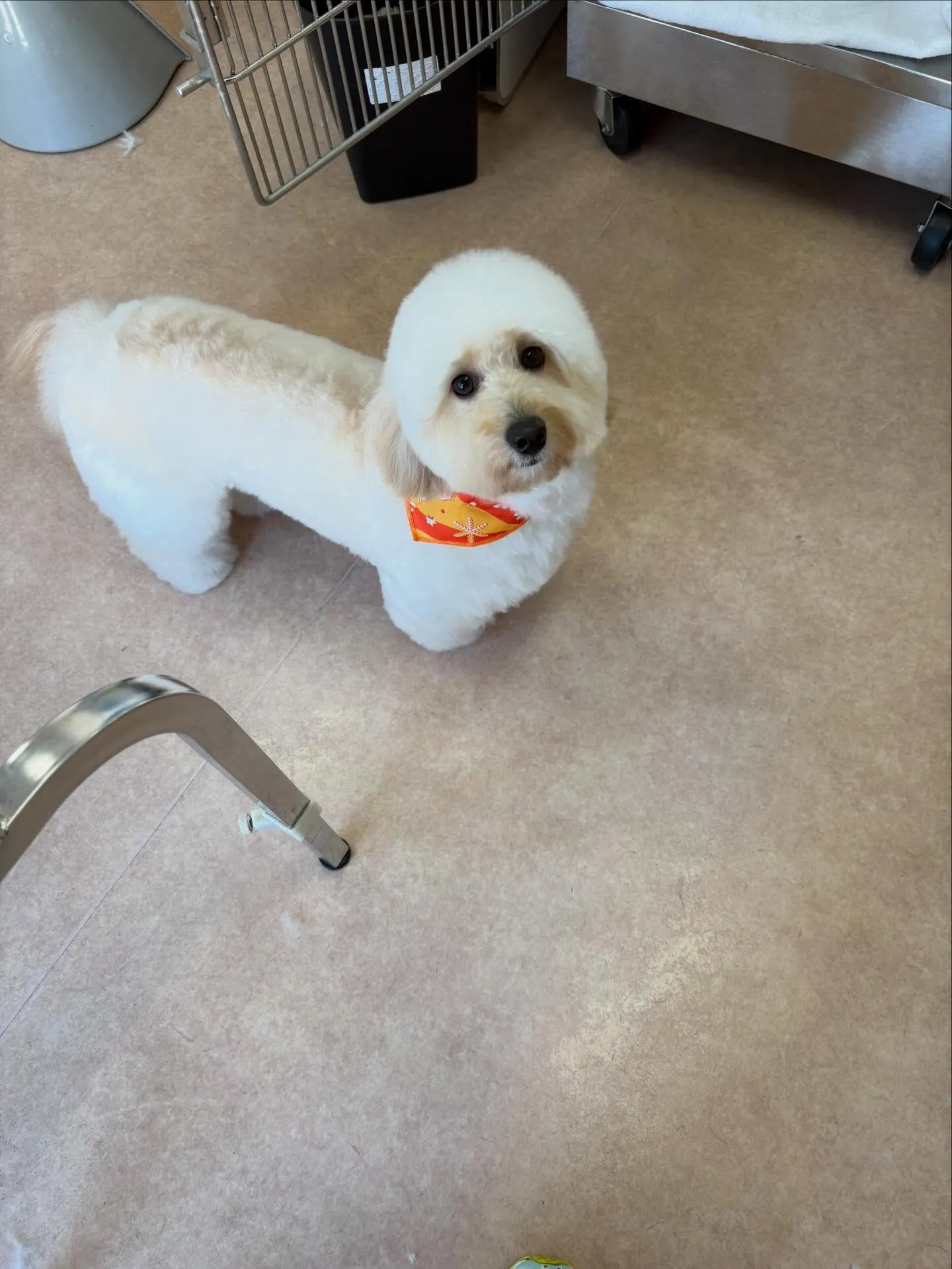 犬のトリミング✂️