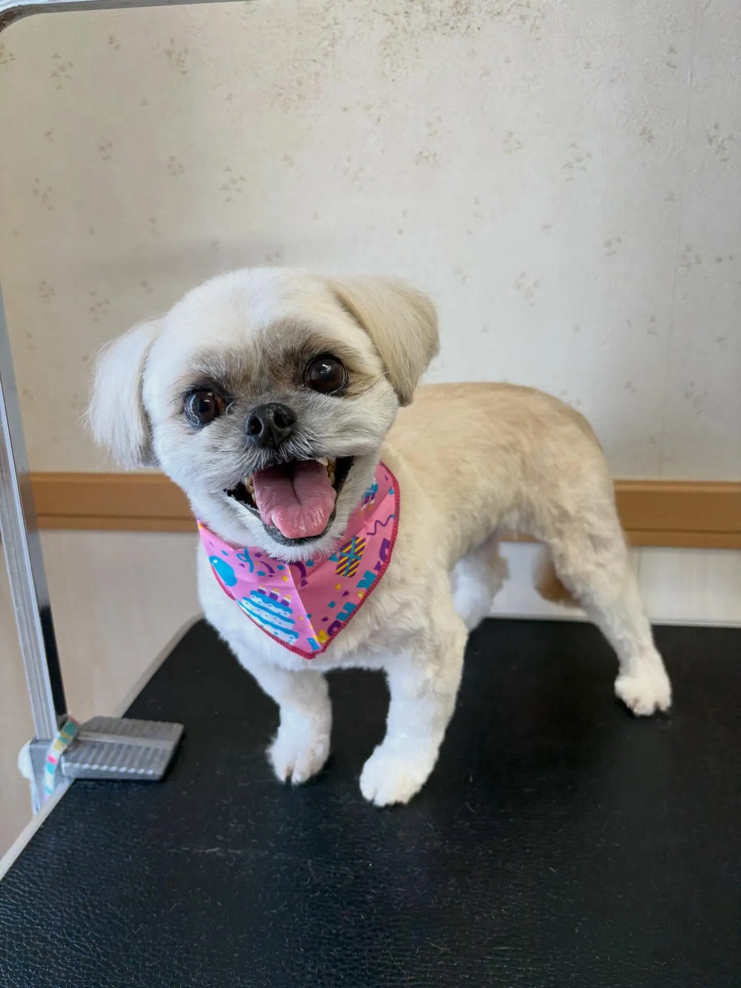 犬のトリミング✂️