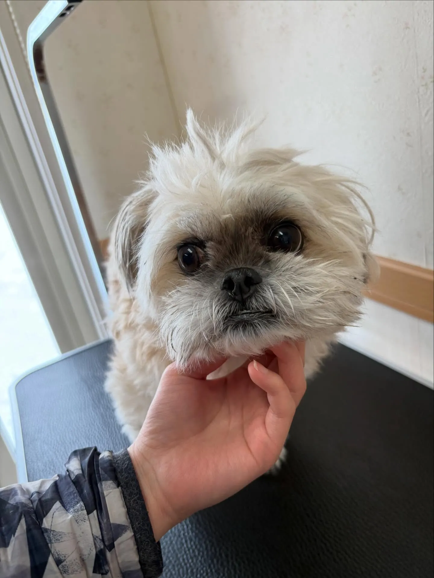 犬のトリミング✂️