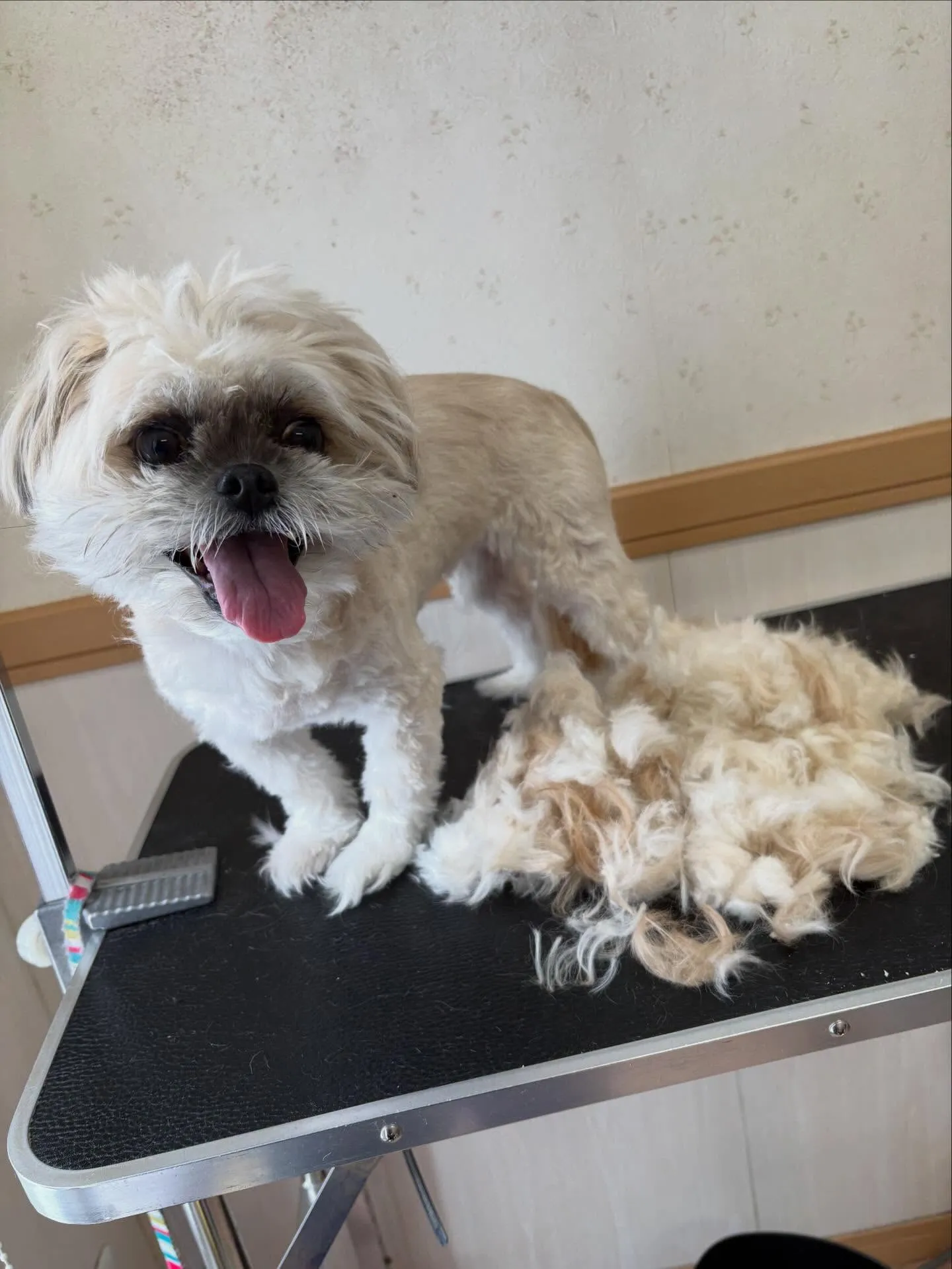 犬のトリミング✂️