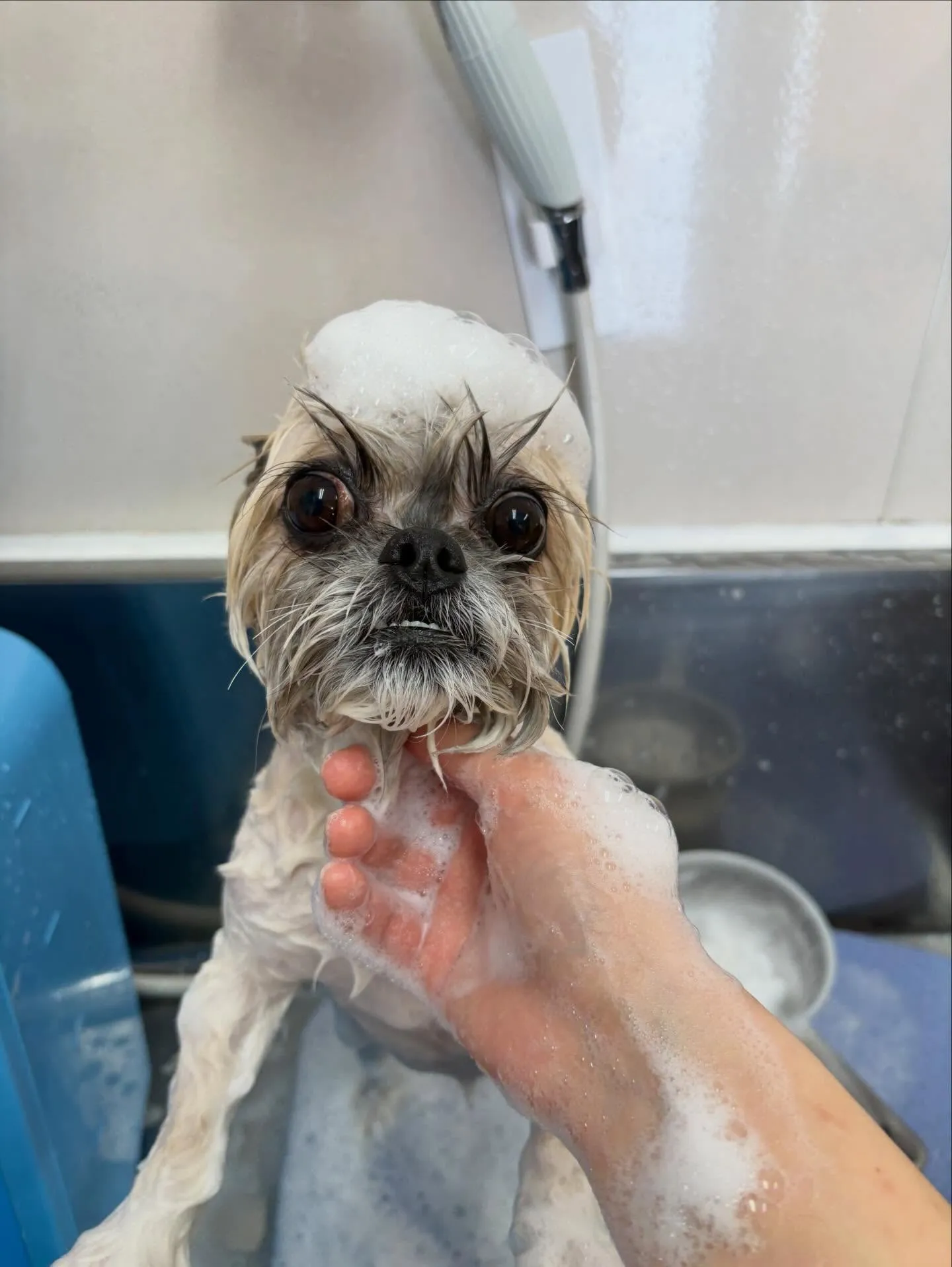 犬のトリミング✂️