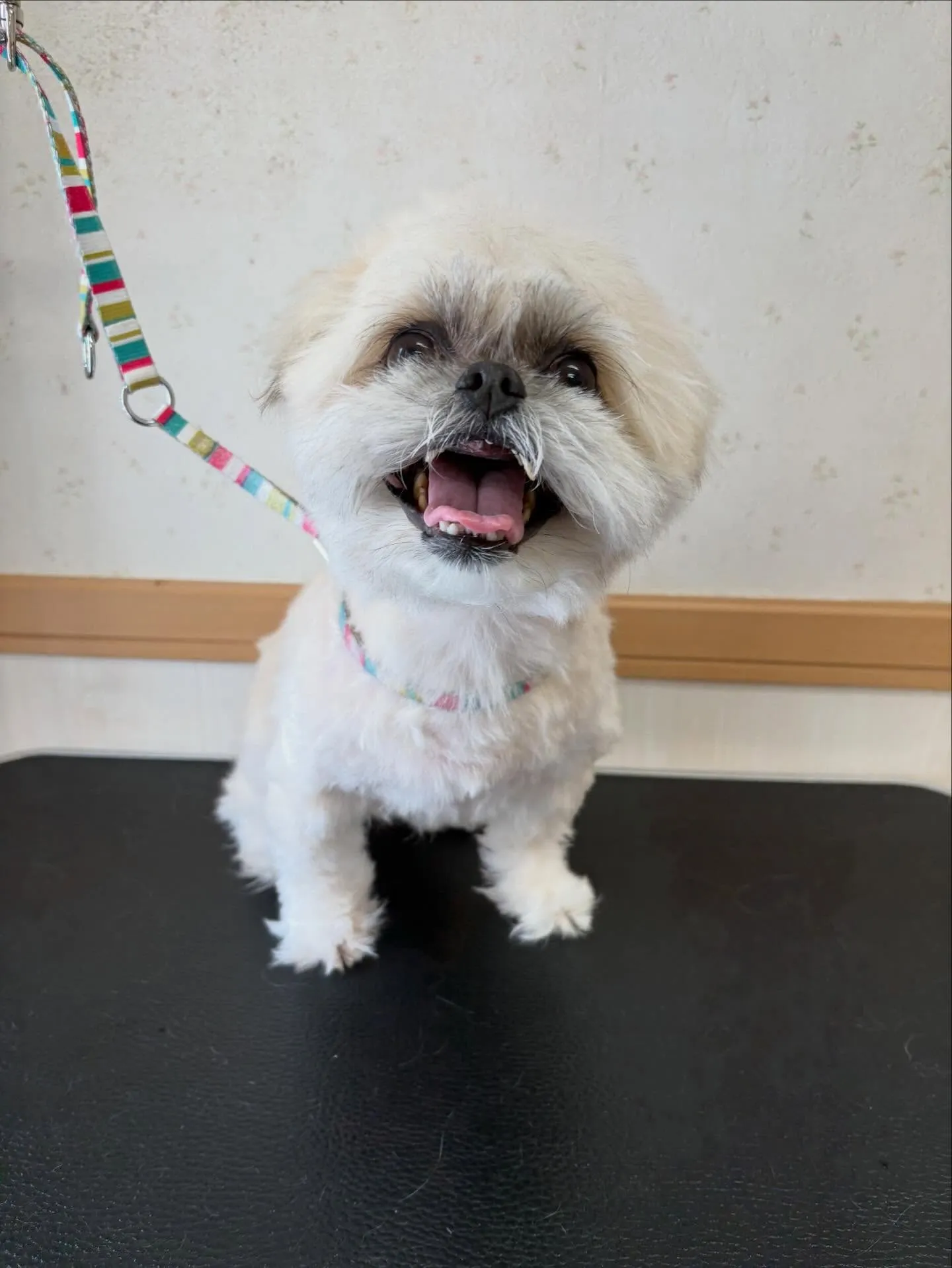 犬のトリミング✂️