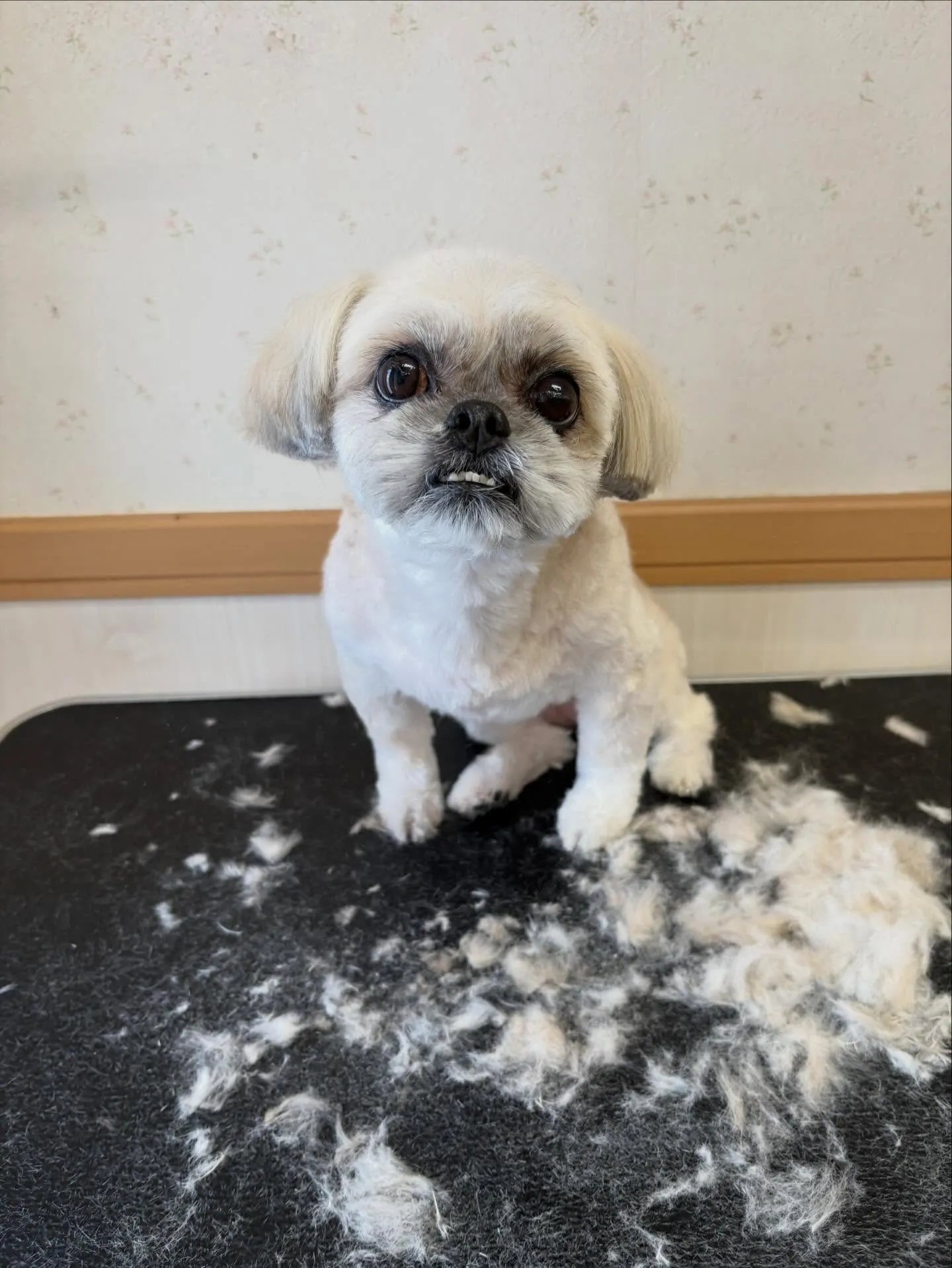 犬のトリミング✂️