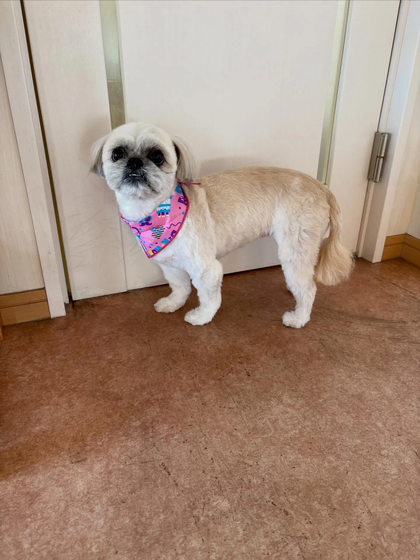 犬のトリミング✂️