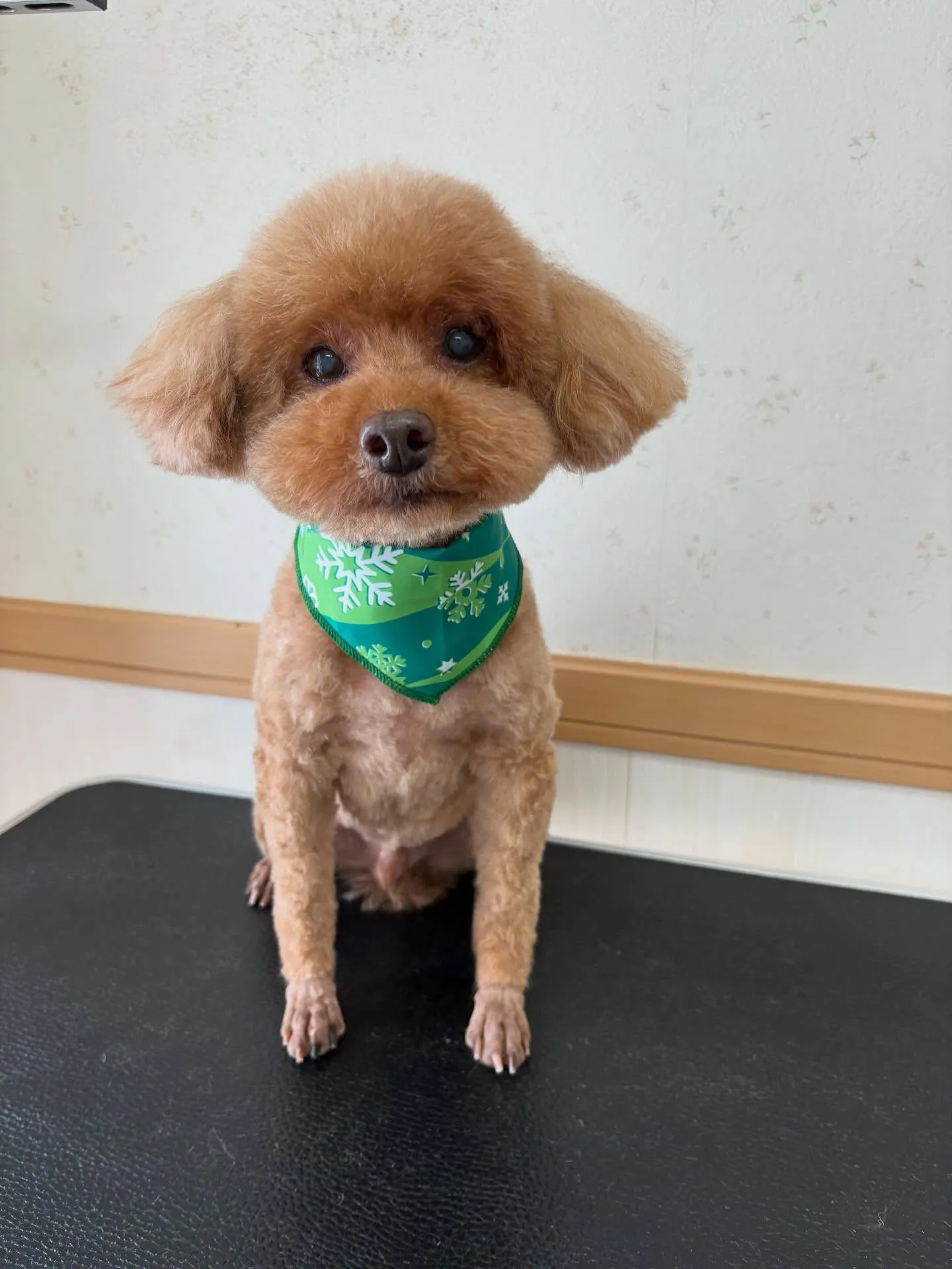 犬のトリミング✂️