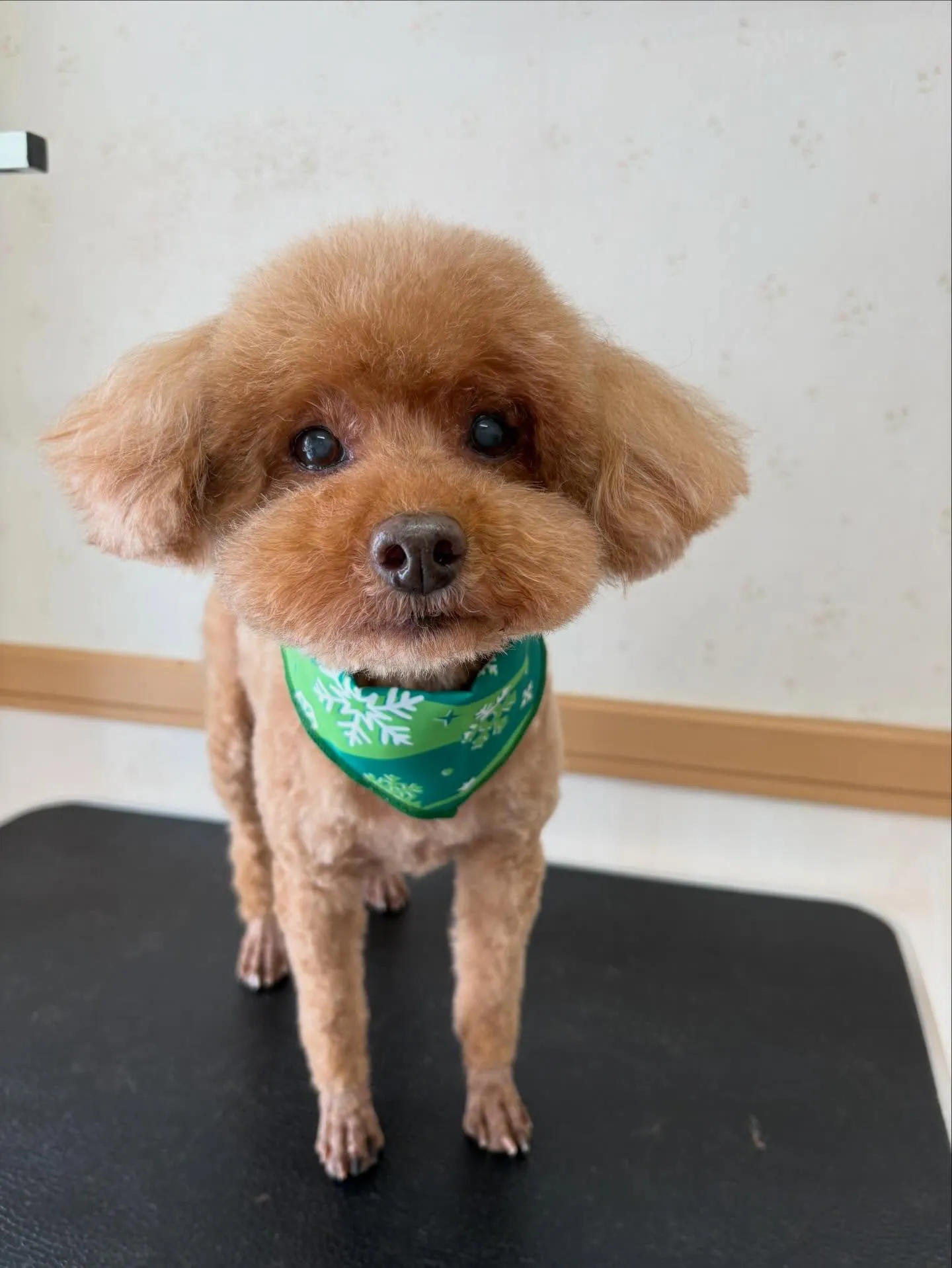 犬のトリミング✂️