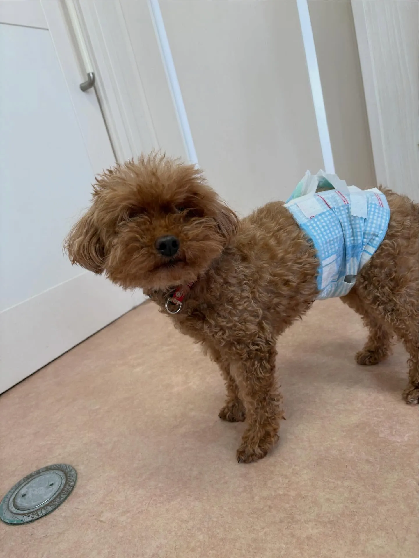 犬のトリミング✂️