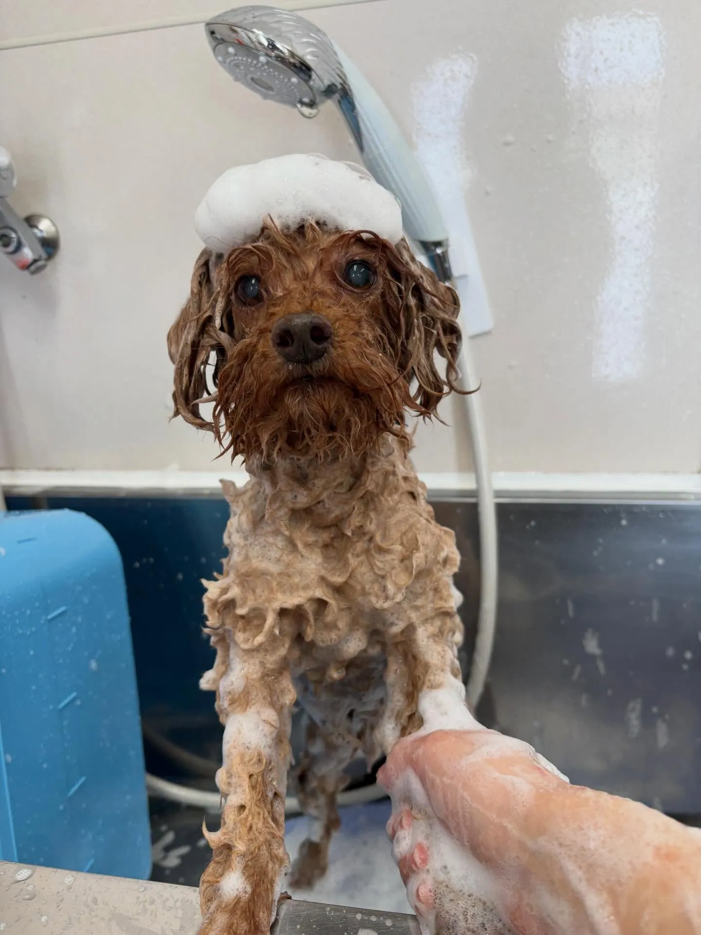 犬のトリミング✂️