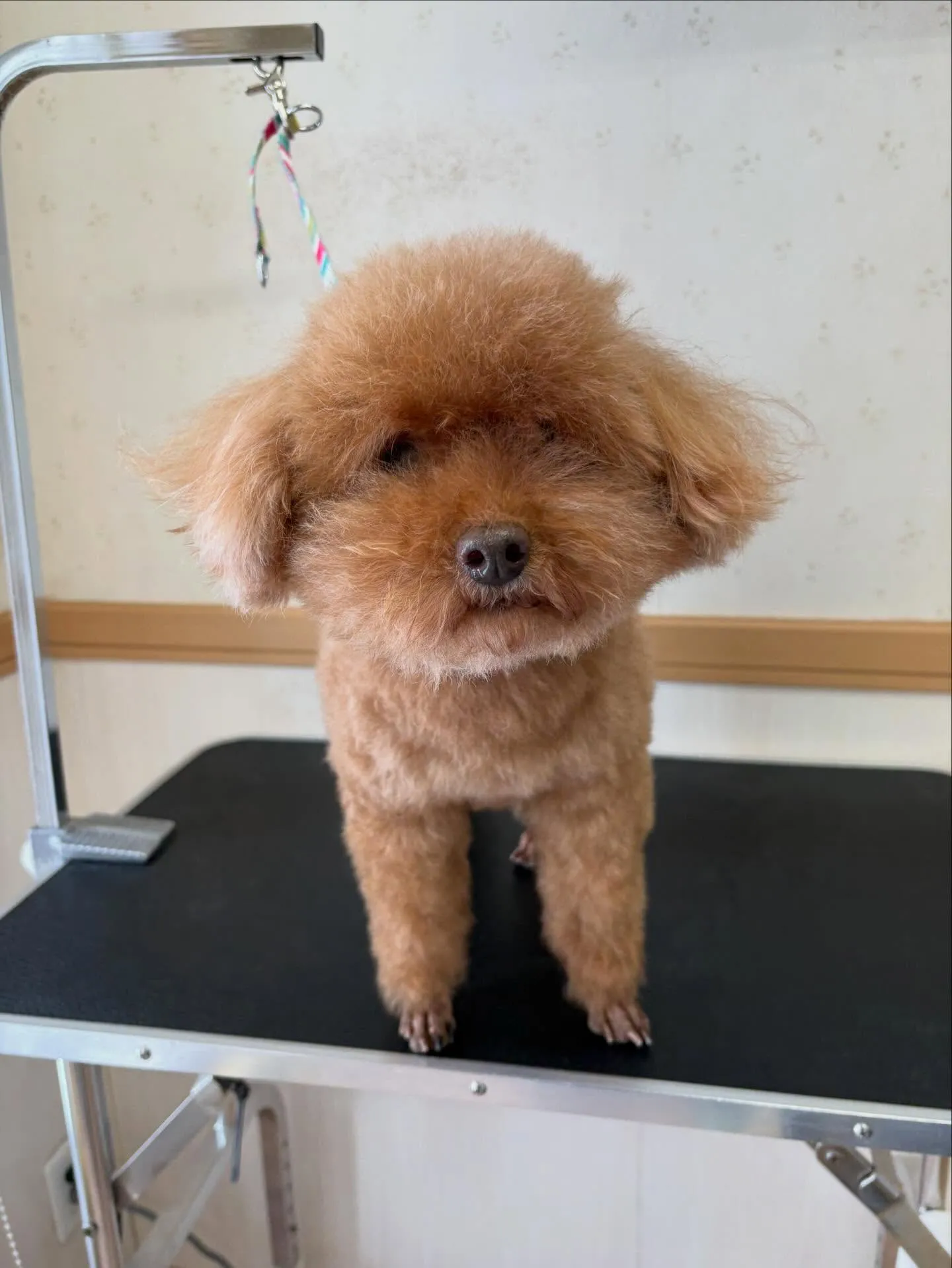 犬のトリミング✂️