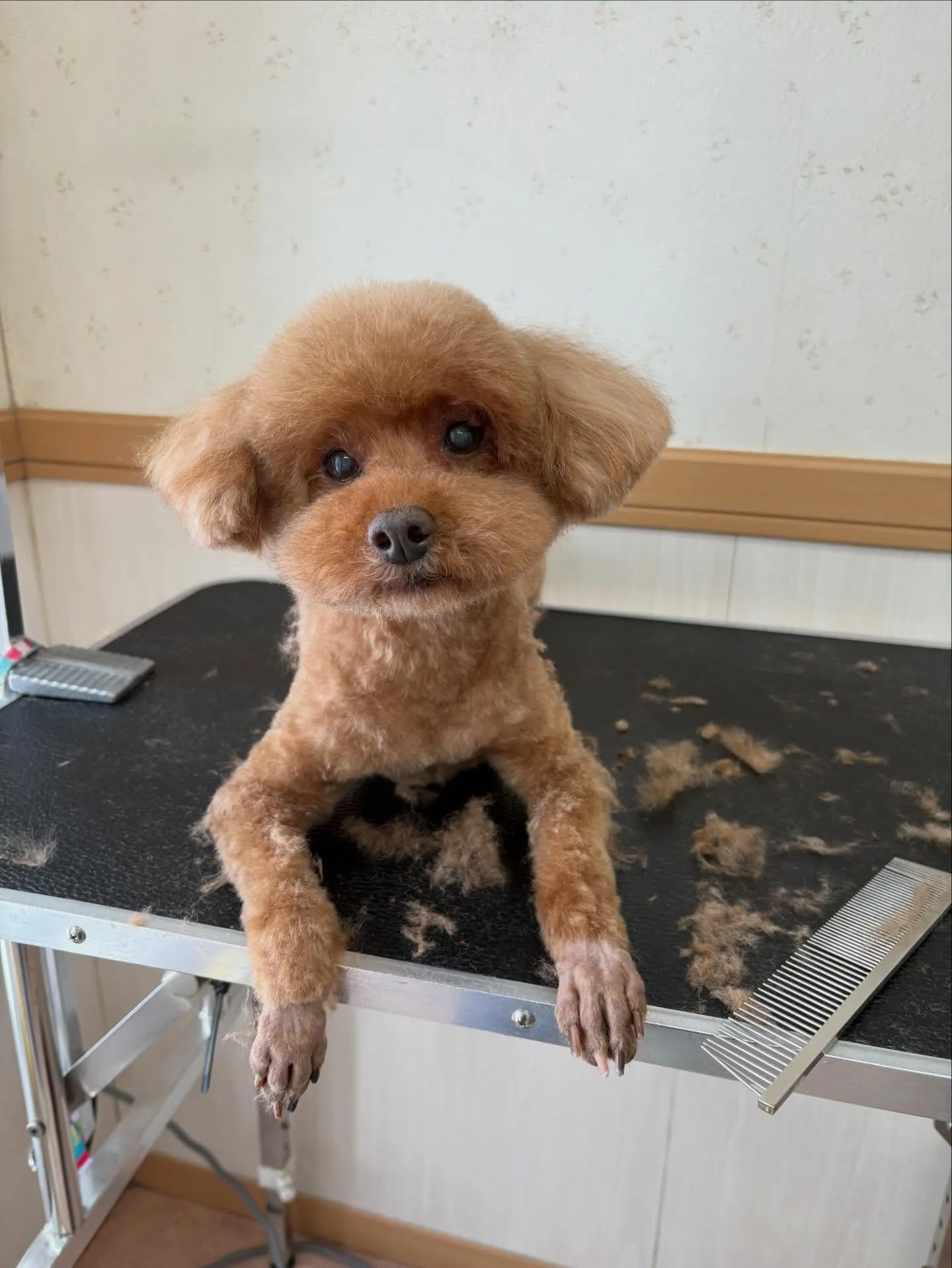 犬のトリミング✂️