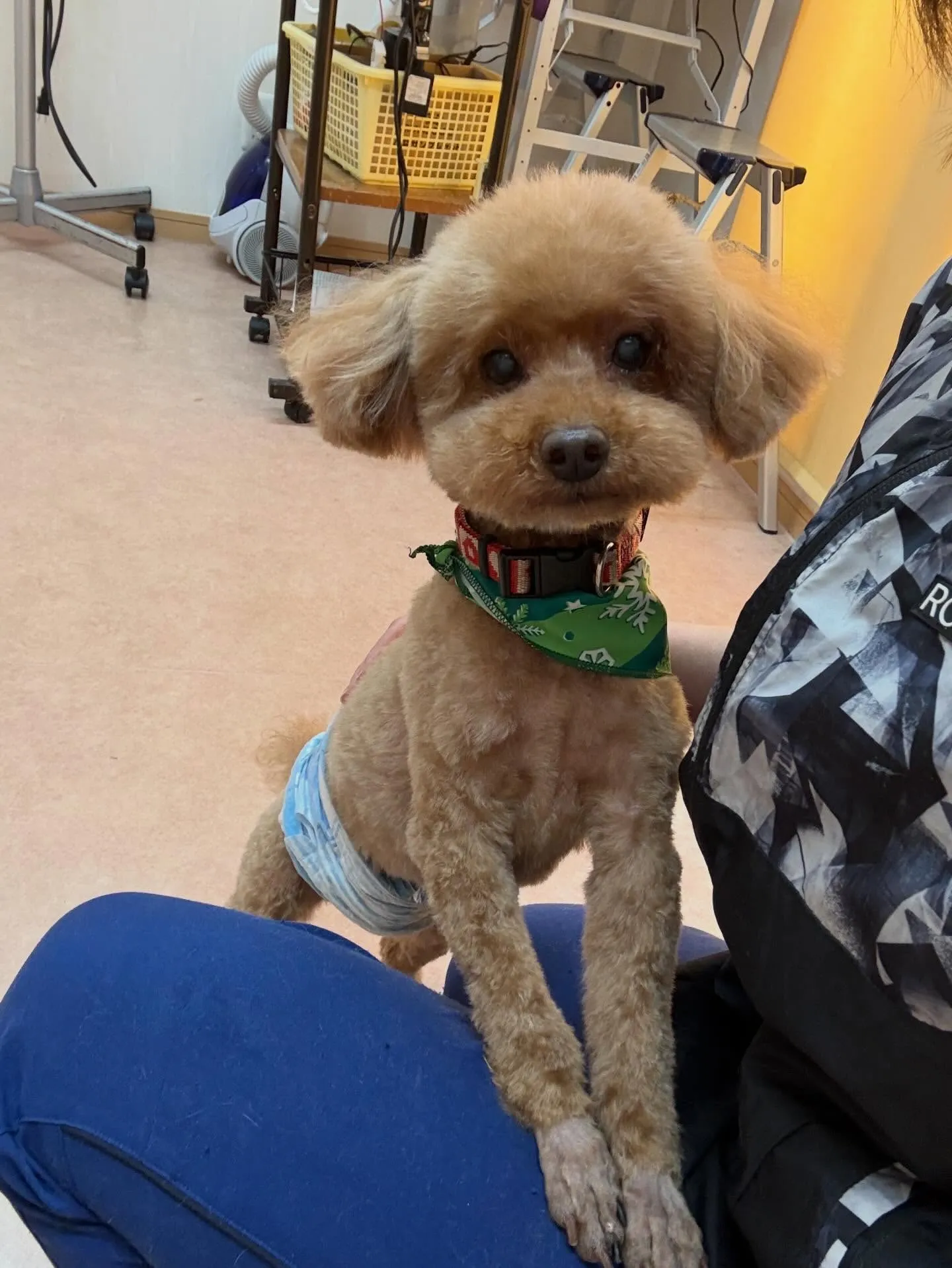 犬のトリミング✂️