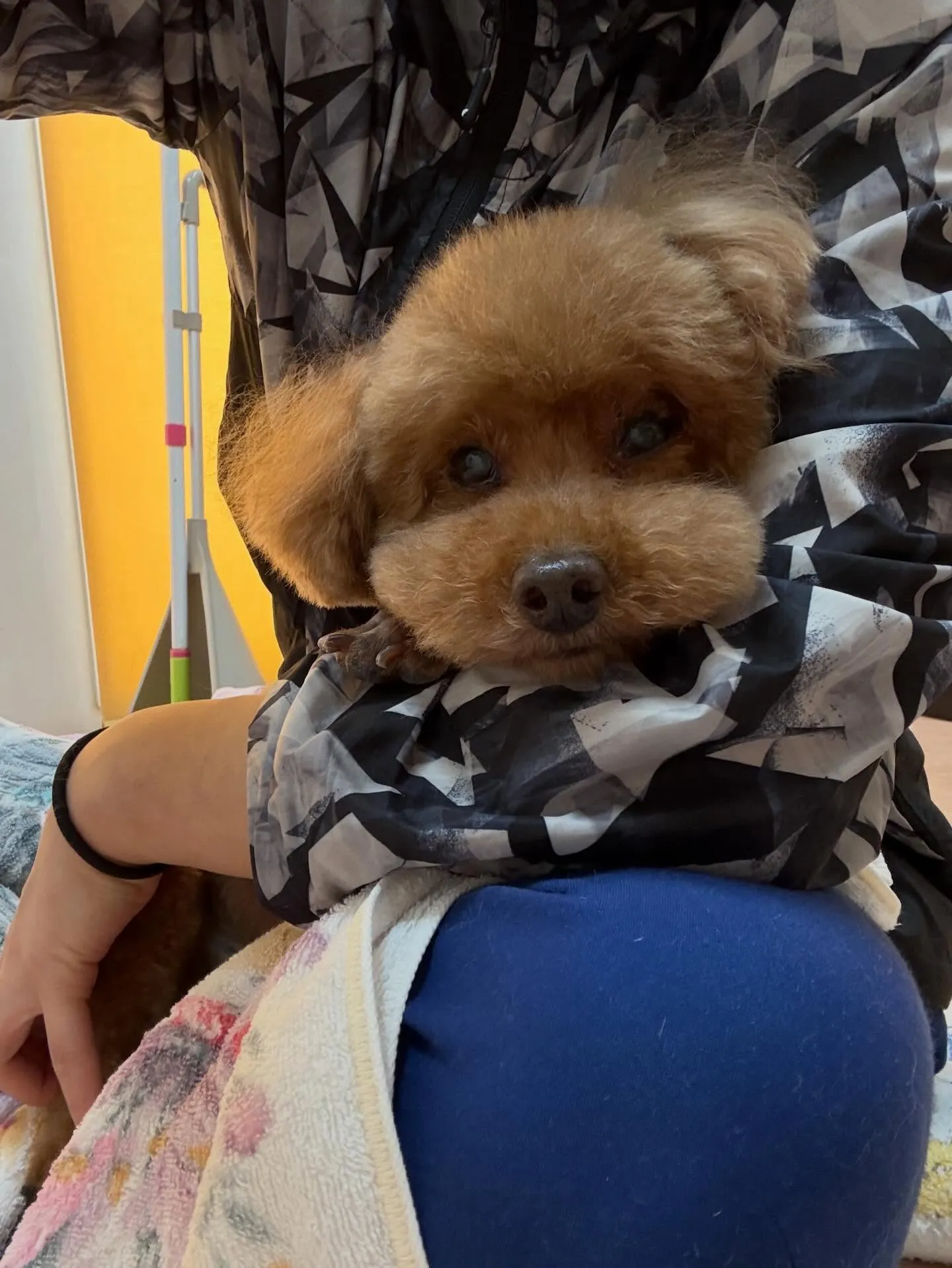 犬のトリミング✂️