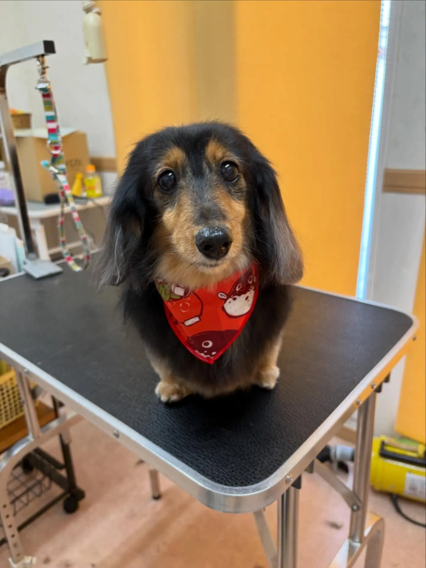 犬のトリミング✂️