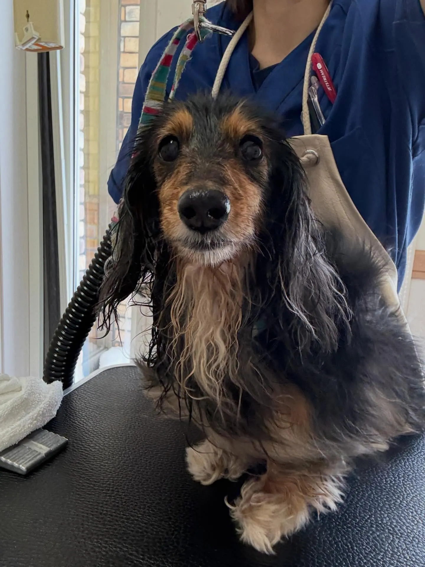 犬のトリミング✂️