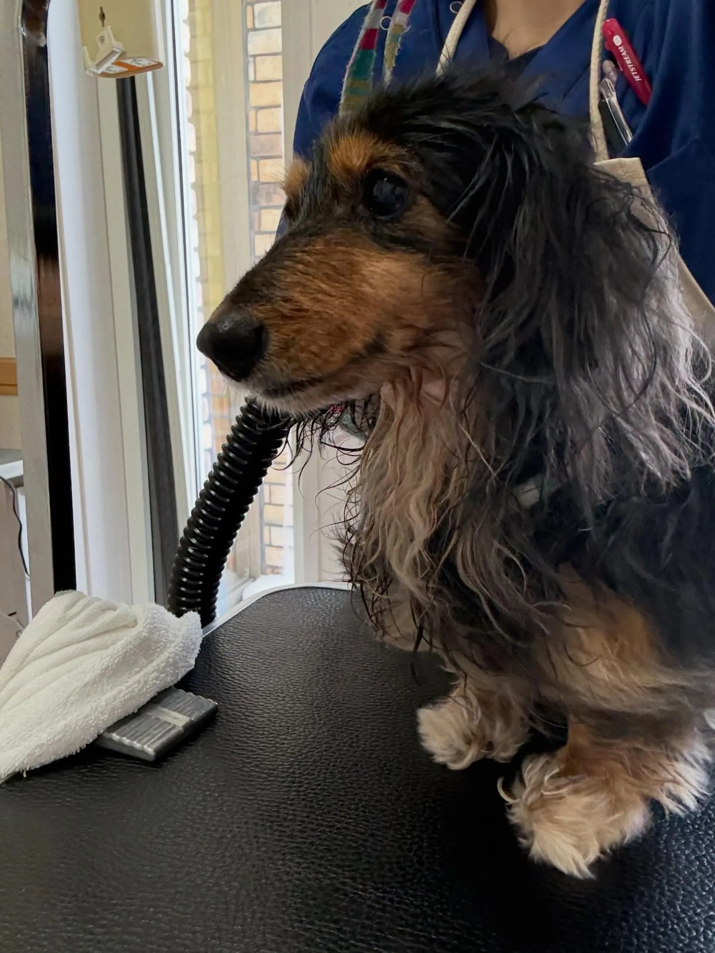 犬のトリミング✂️