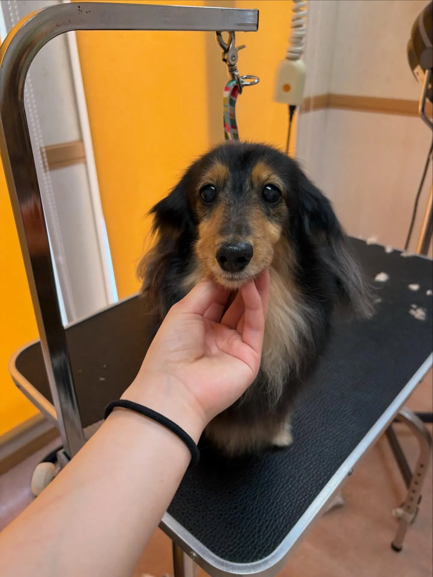 犬のトリミング✂️