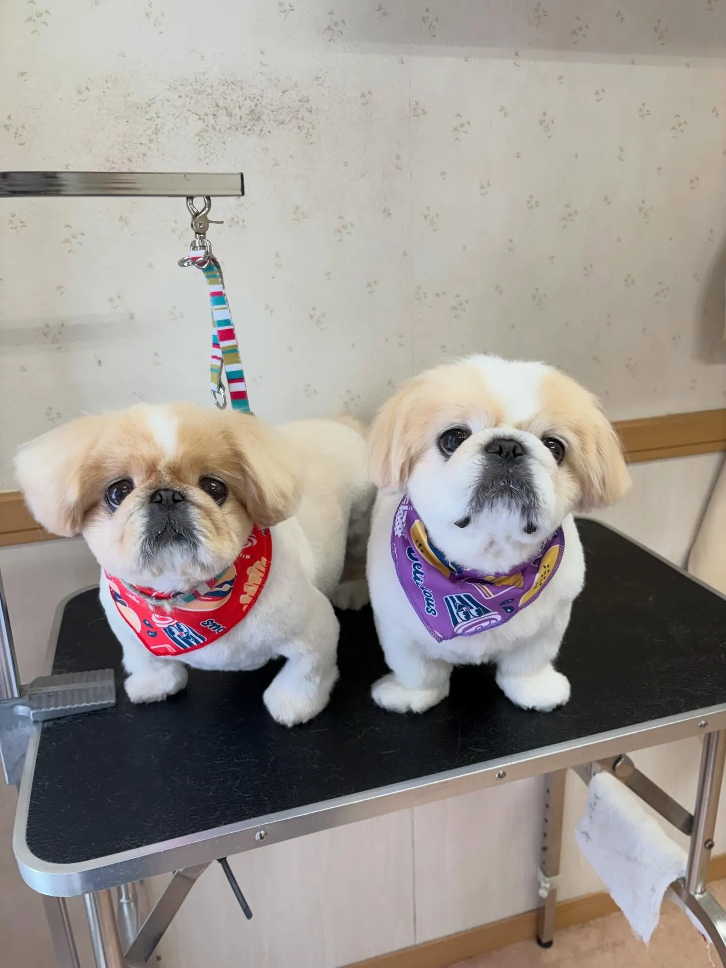 犬のトリミング✂️