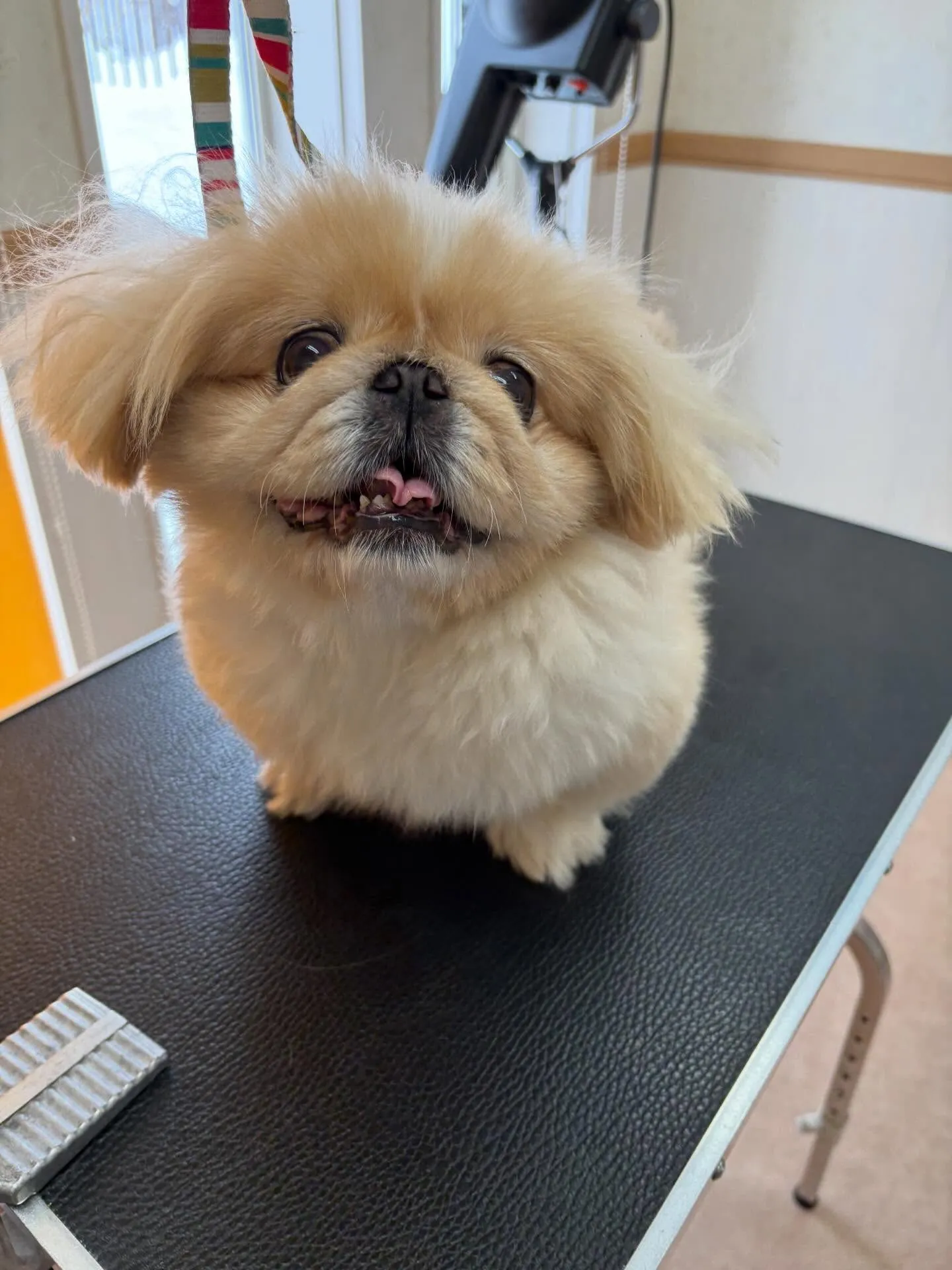 犬のトリミング✂️