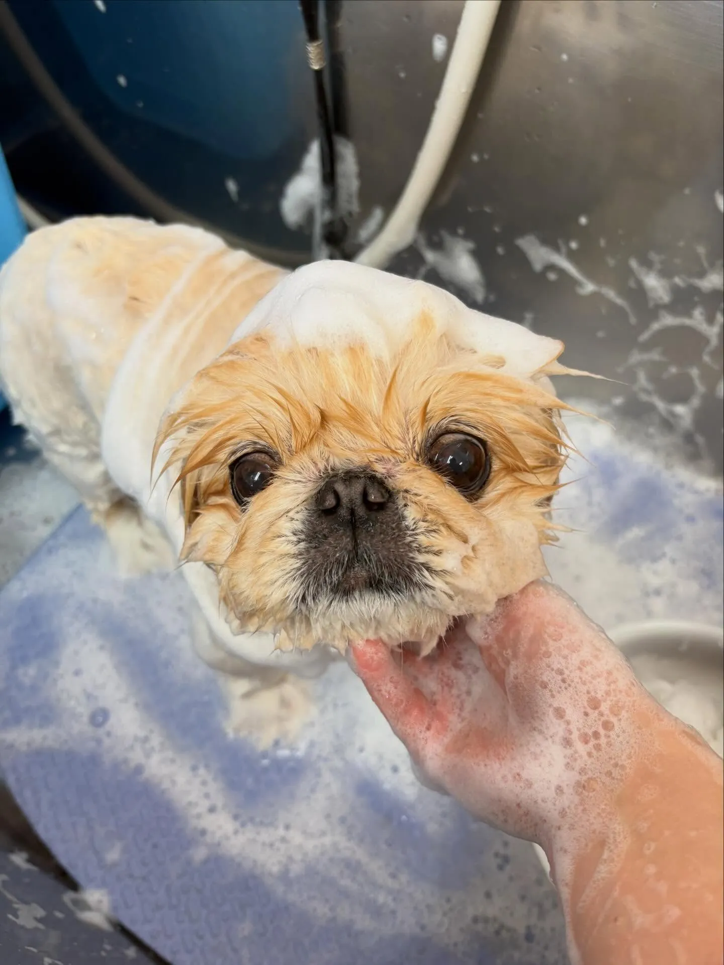 犬のトリミング✂️