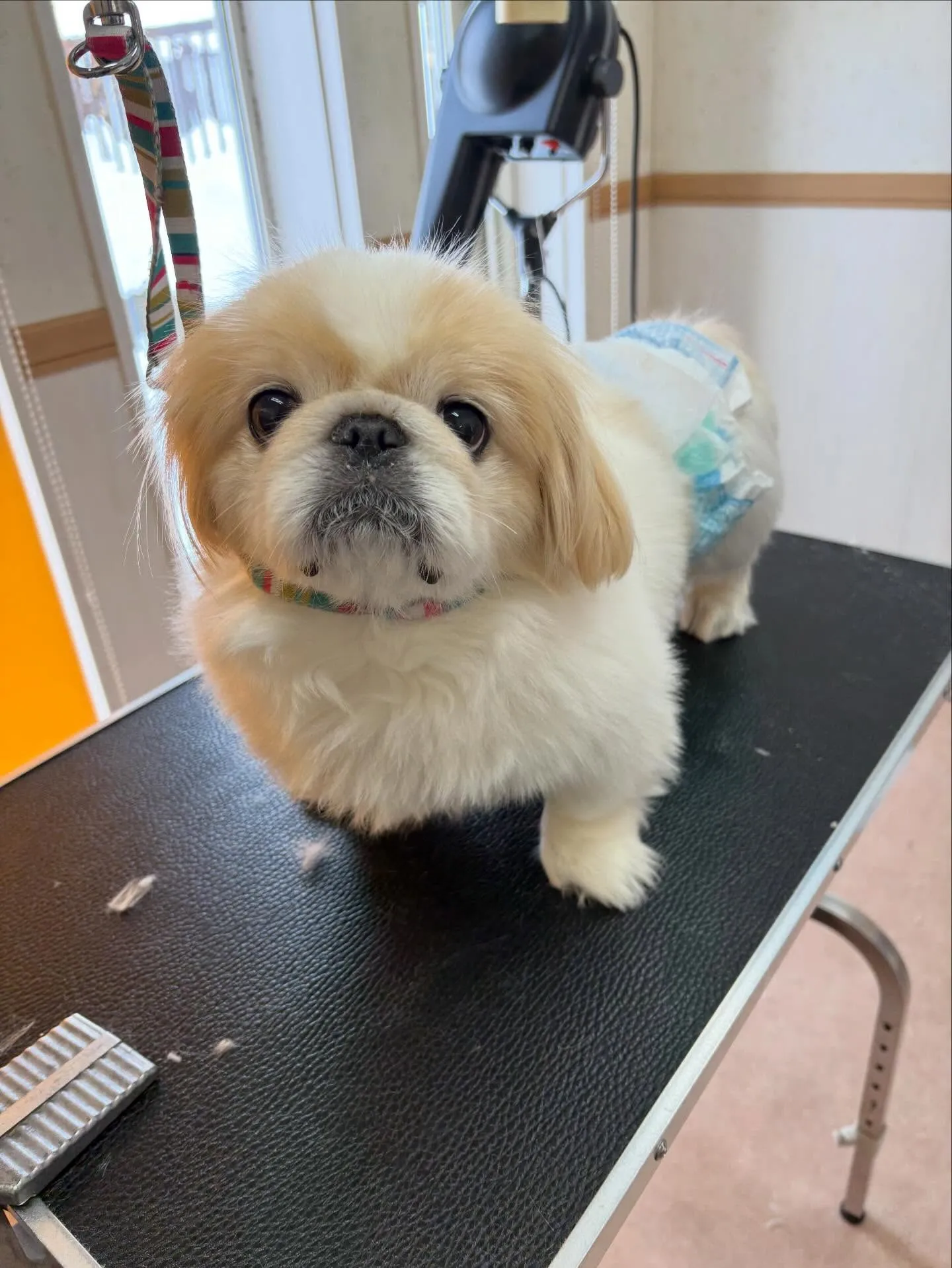 犬のトリミング✂️