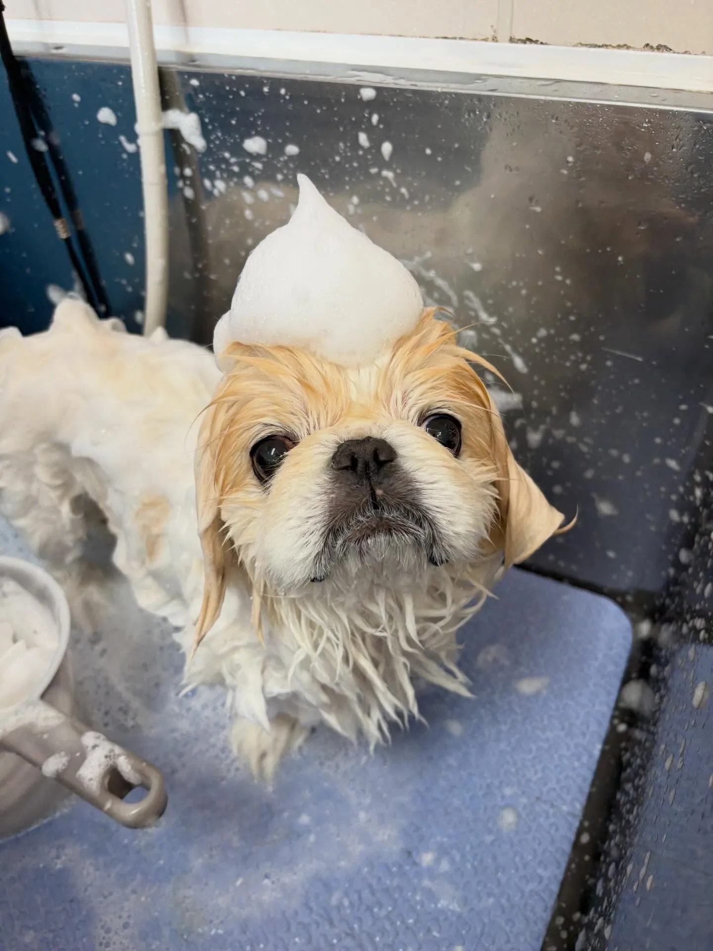 犬のトリミング✂️