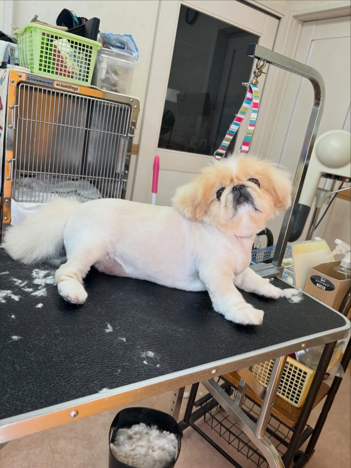 犬のトリミング✂️