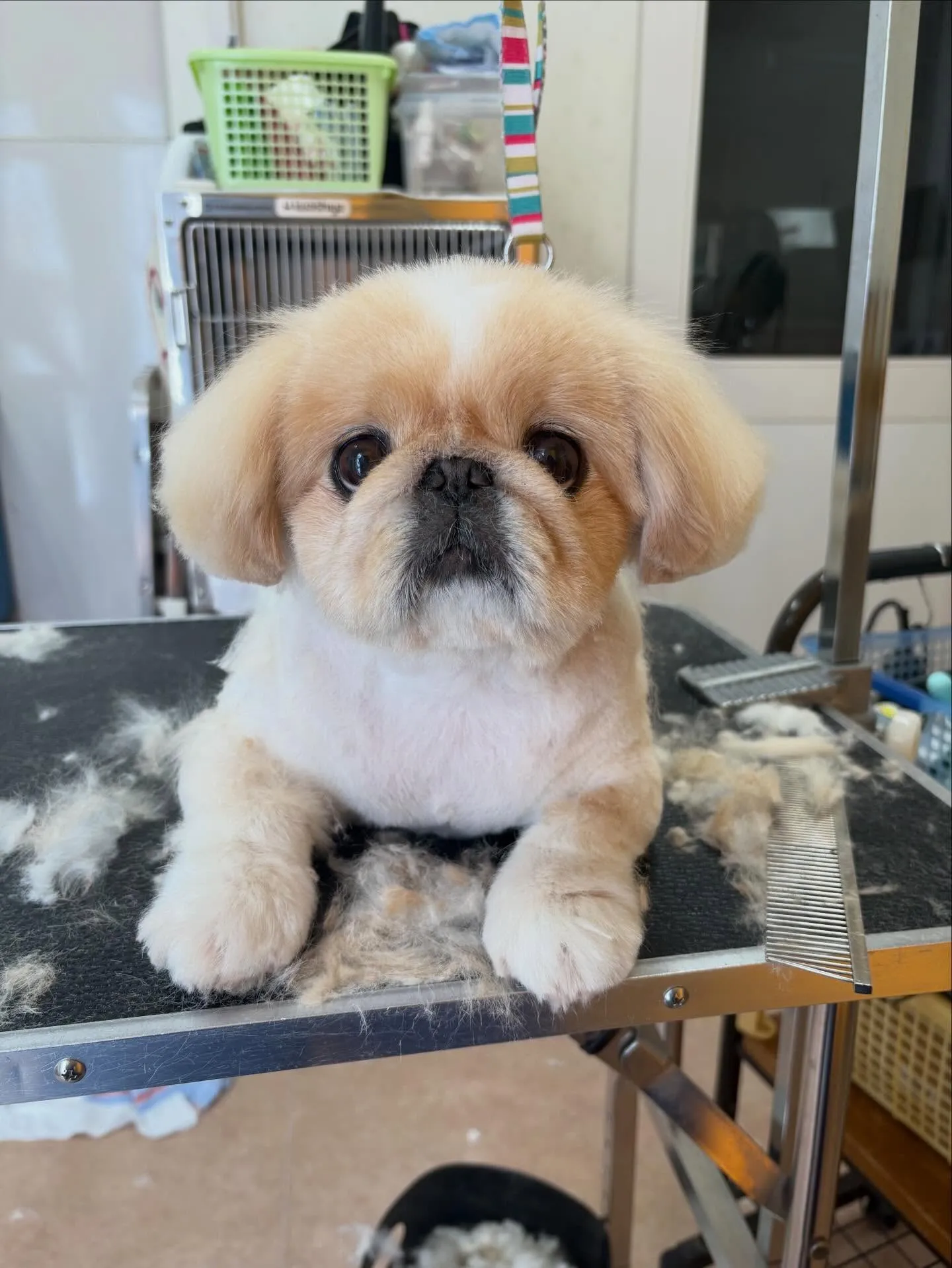 犬のトリミング✂️