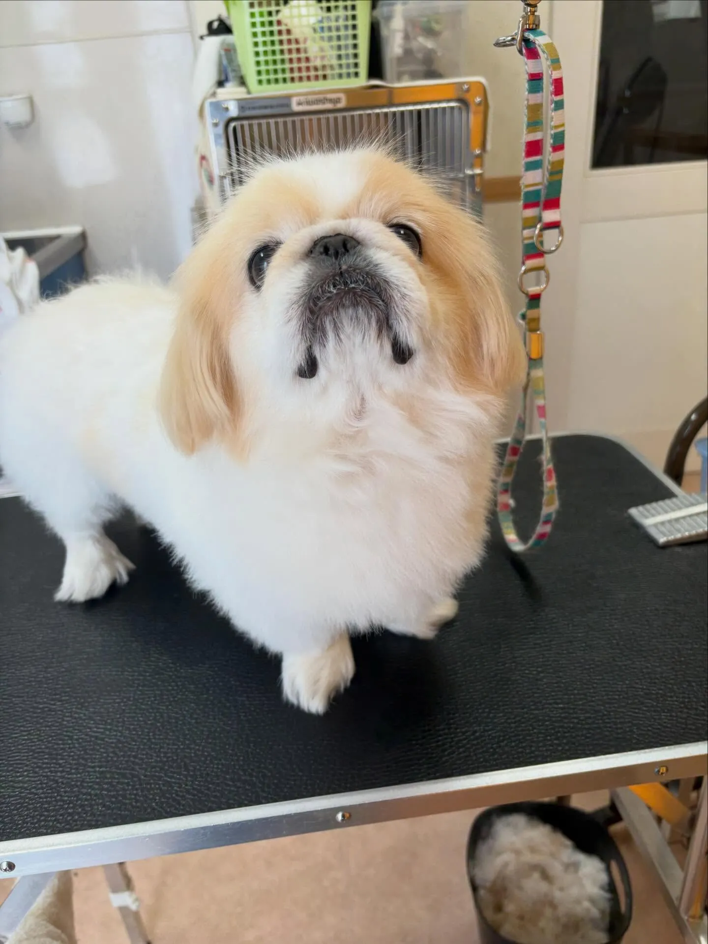 犬のトリミング✂️