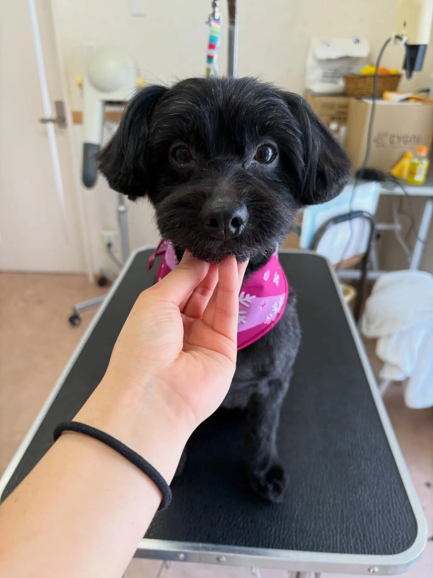 犬のトリミング✂️