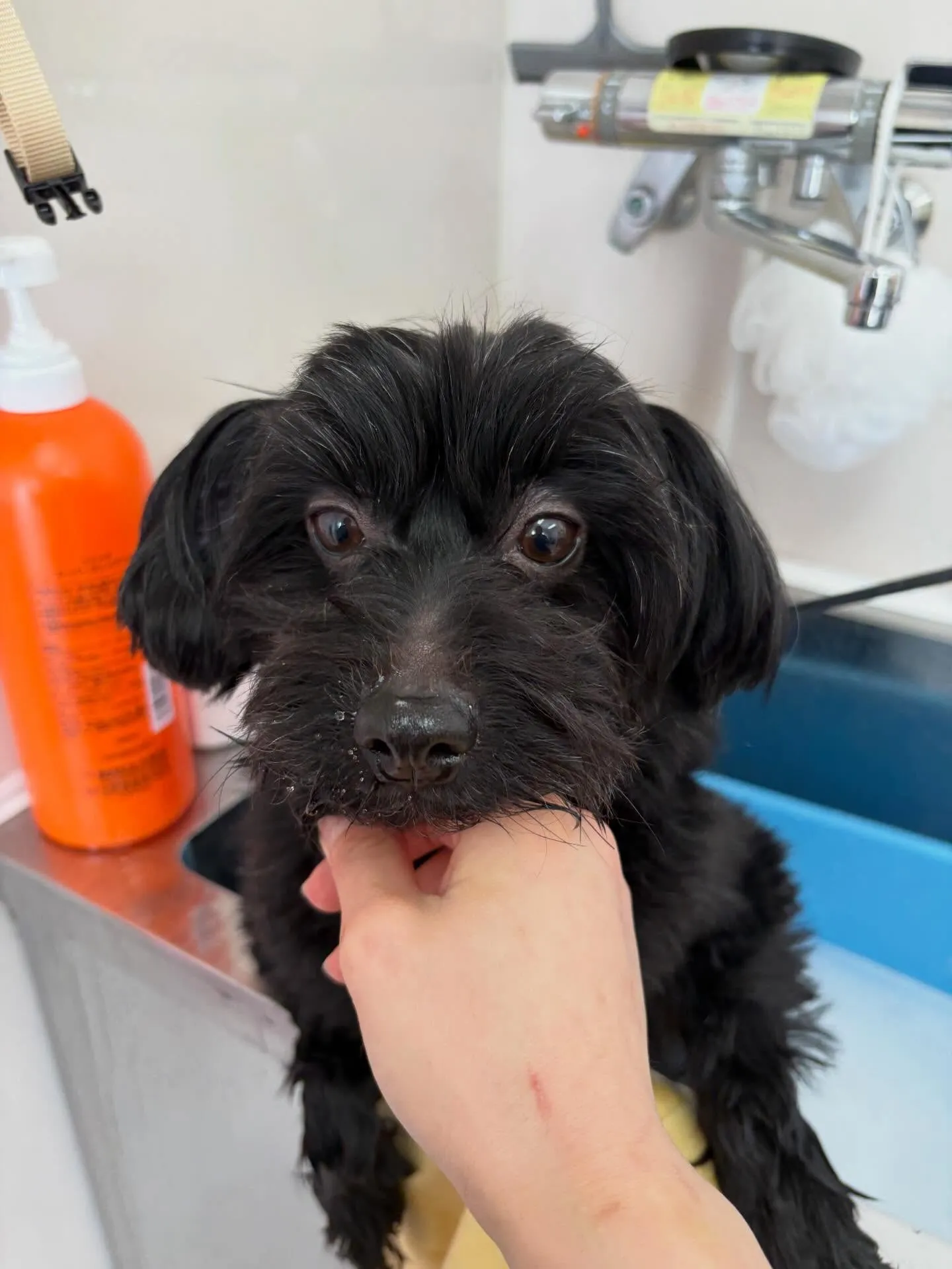 犬のトリミング✂️