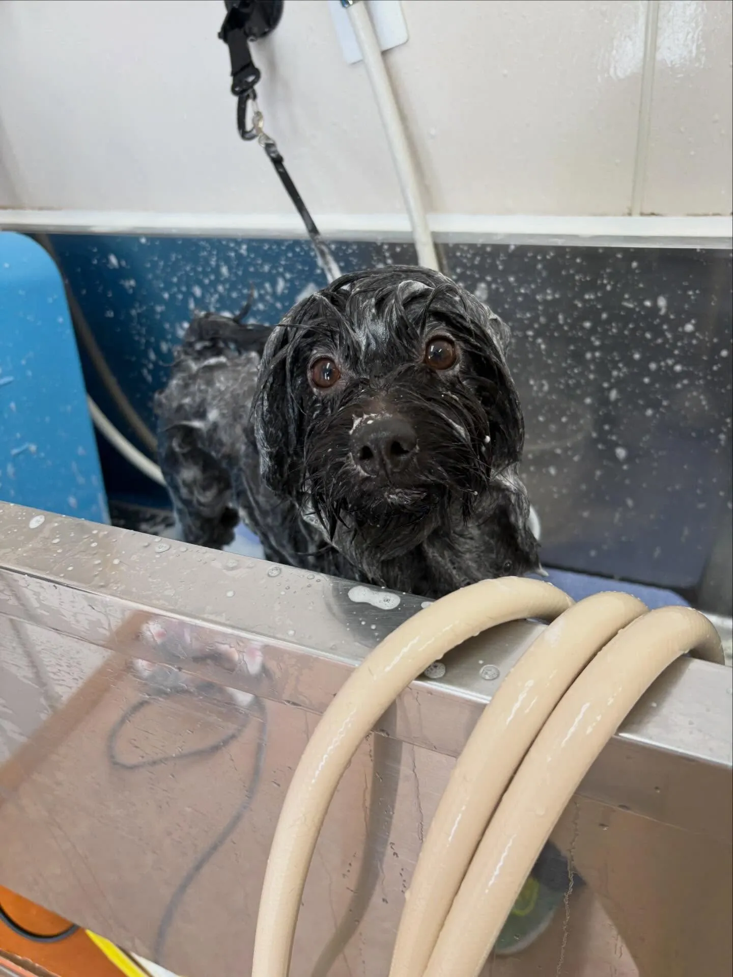 犬のトリミング✂️