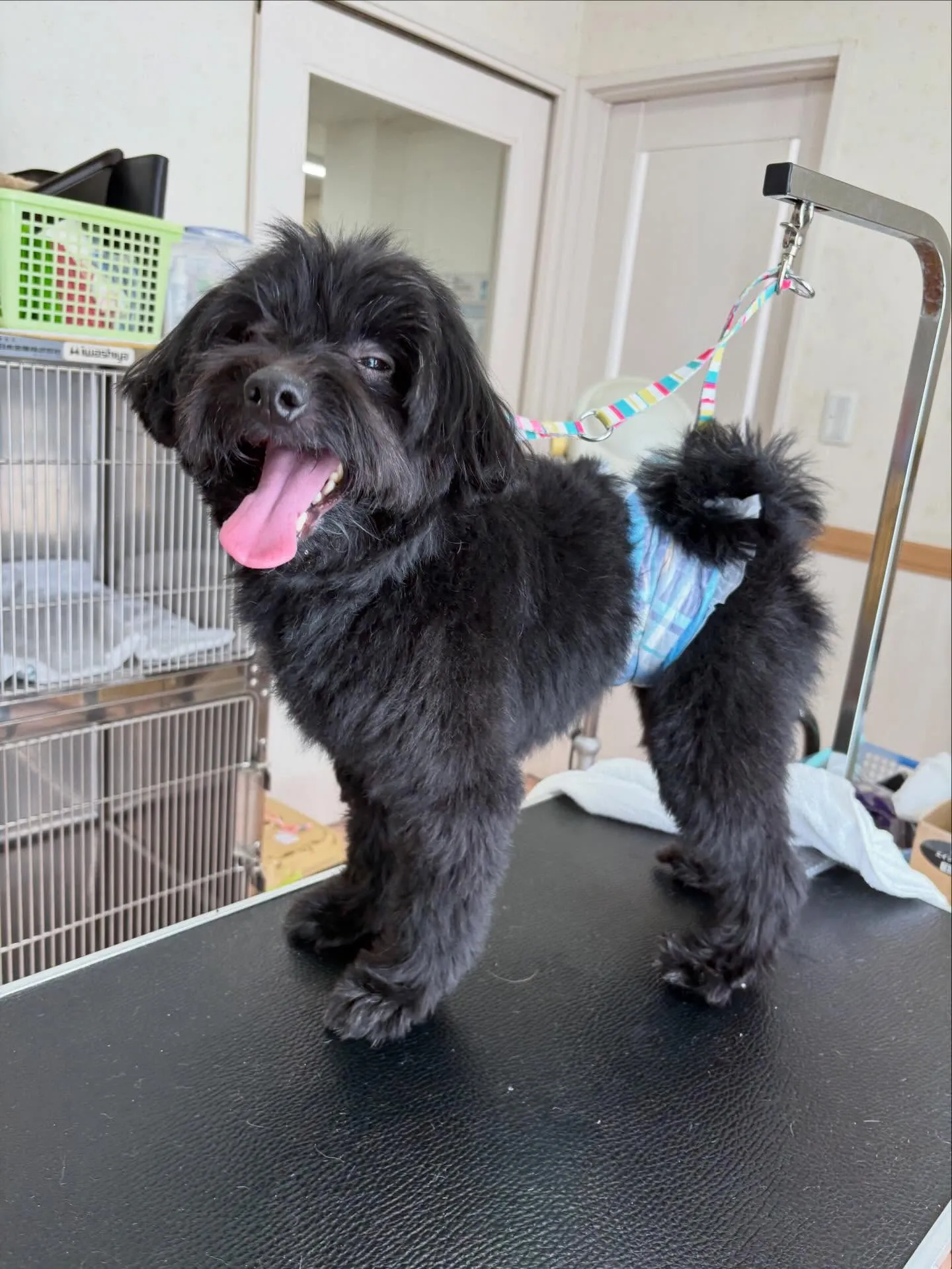 犬のトリミング✂️