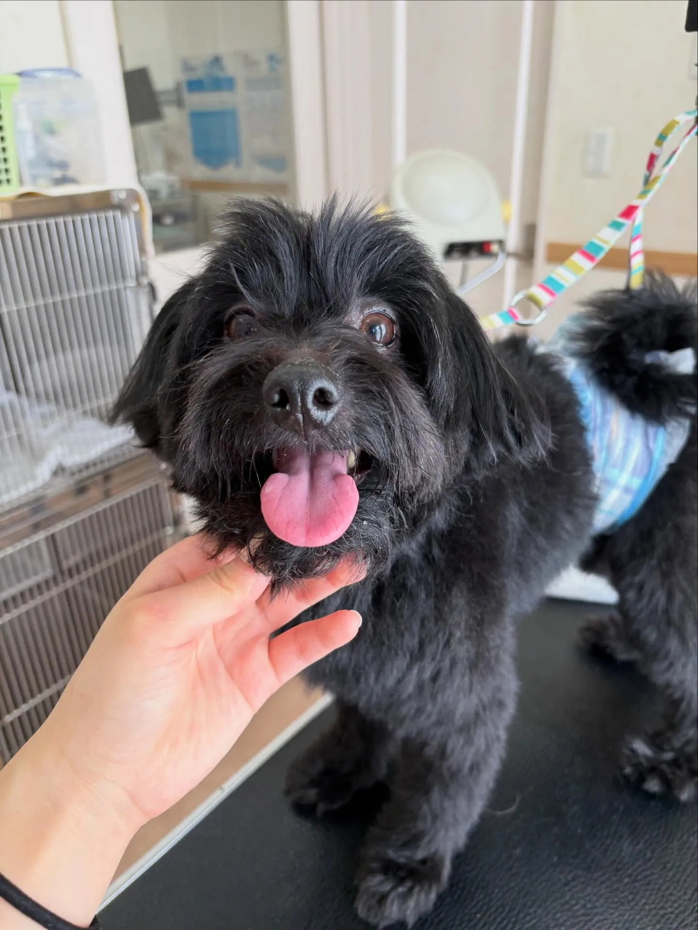 犬のトリミング✂️