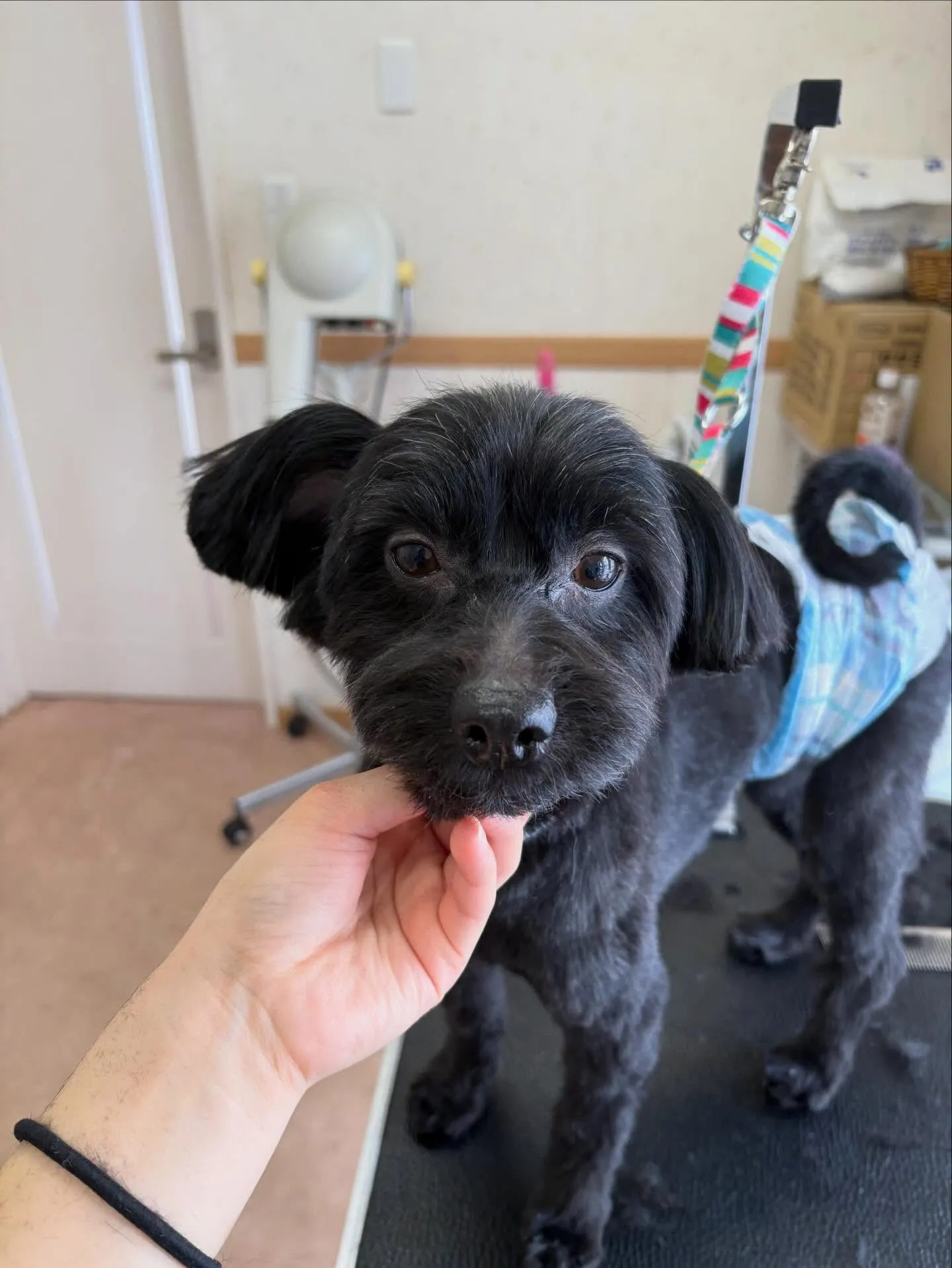 犬のトリミング✂️