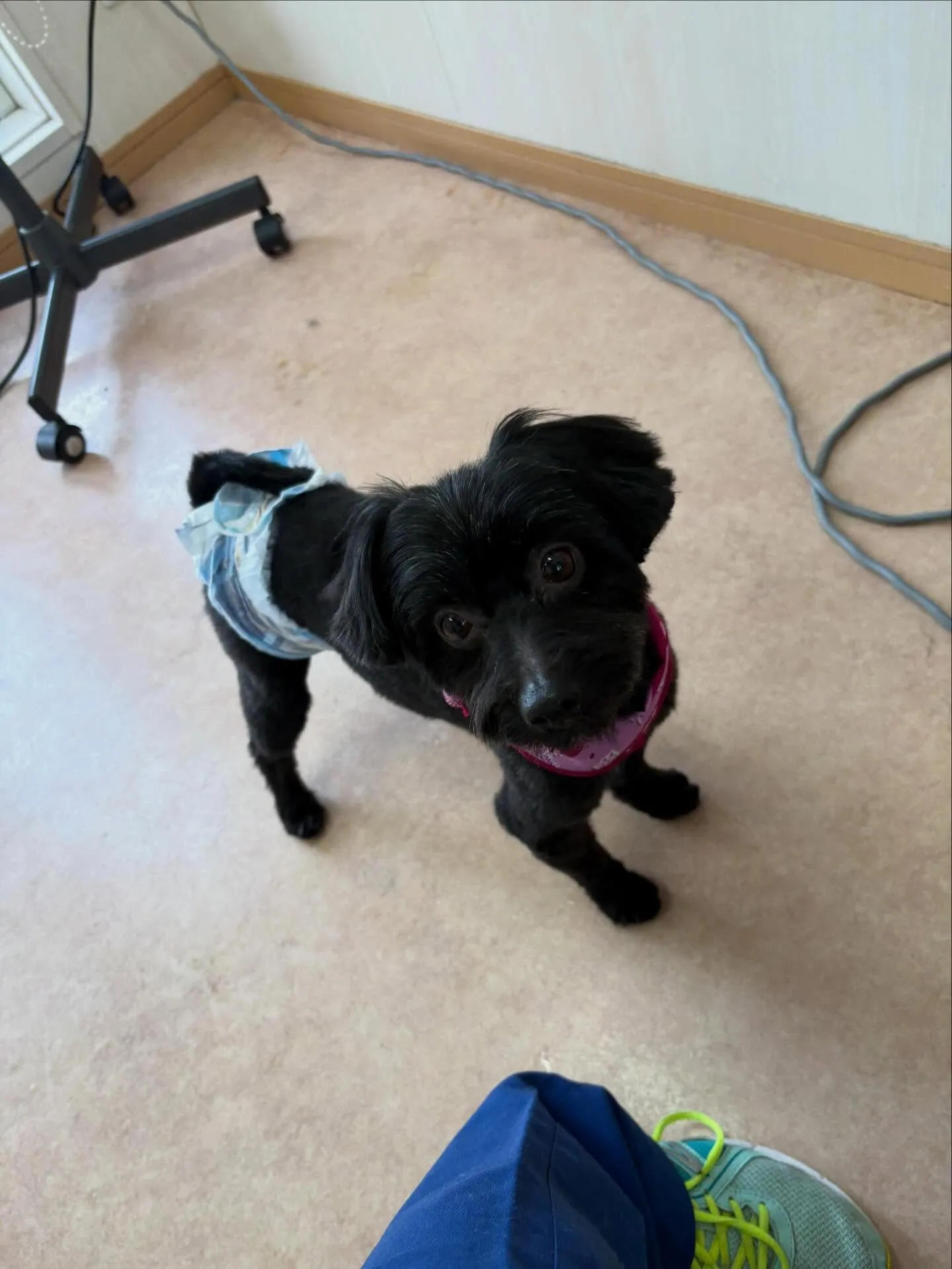 犬のトリミング✂️