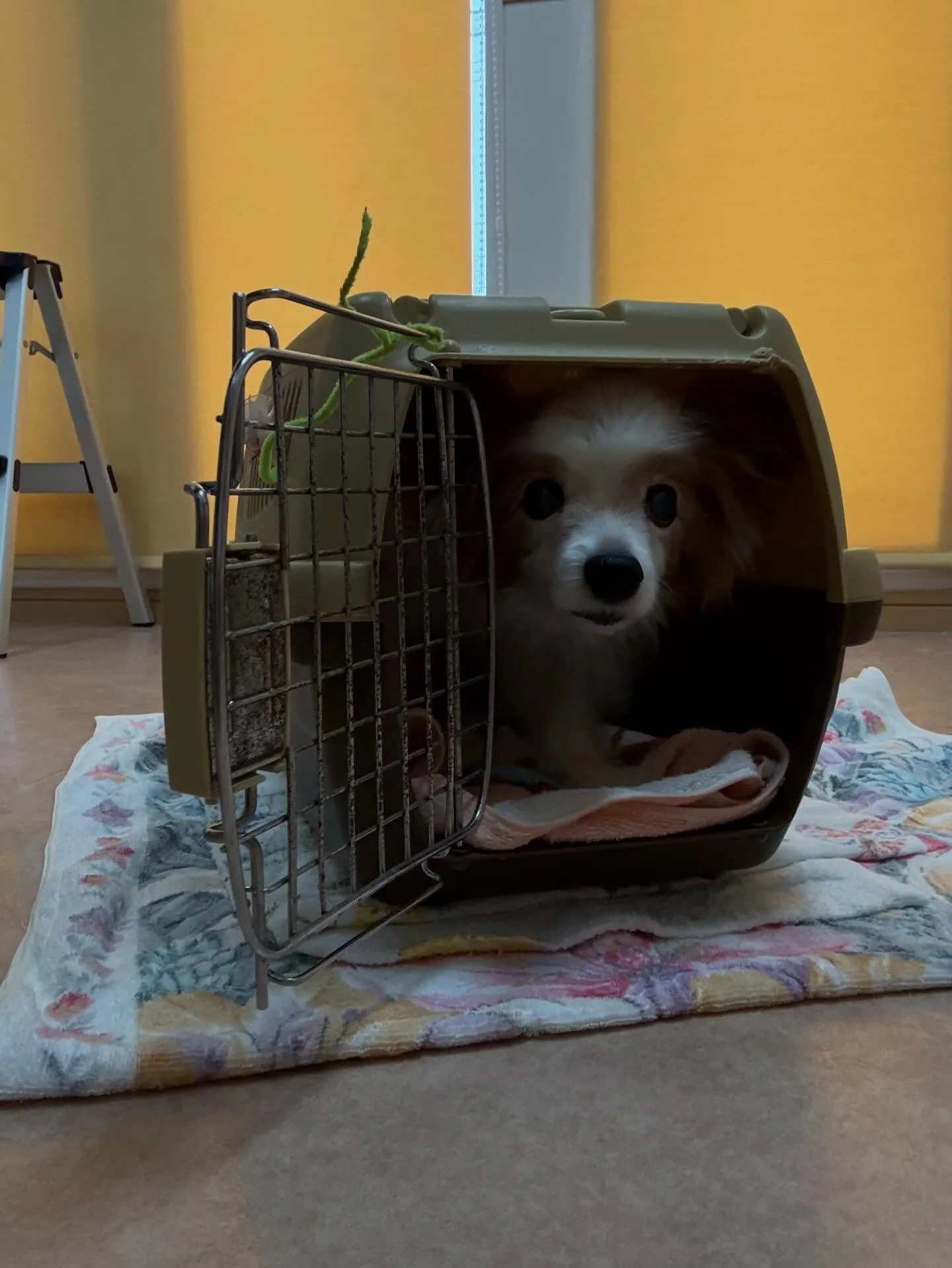 犬のトリミング✂️