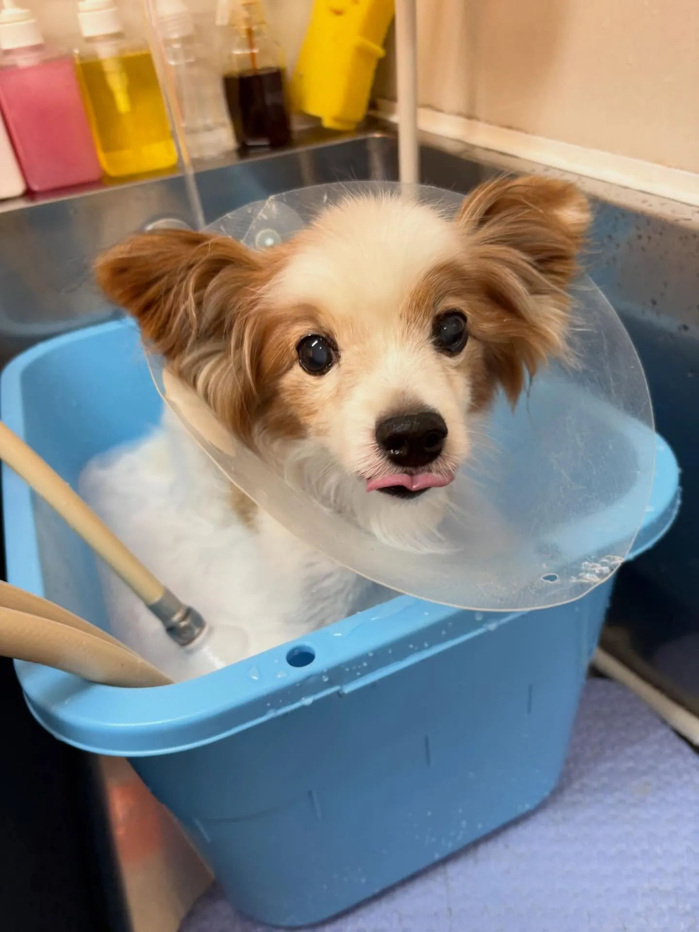 犬のトリミング✂️