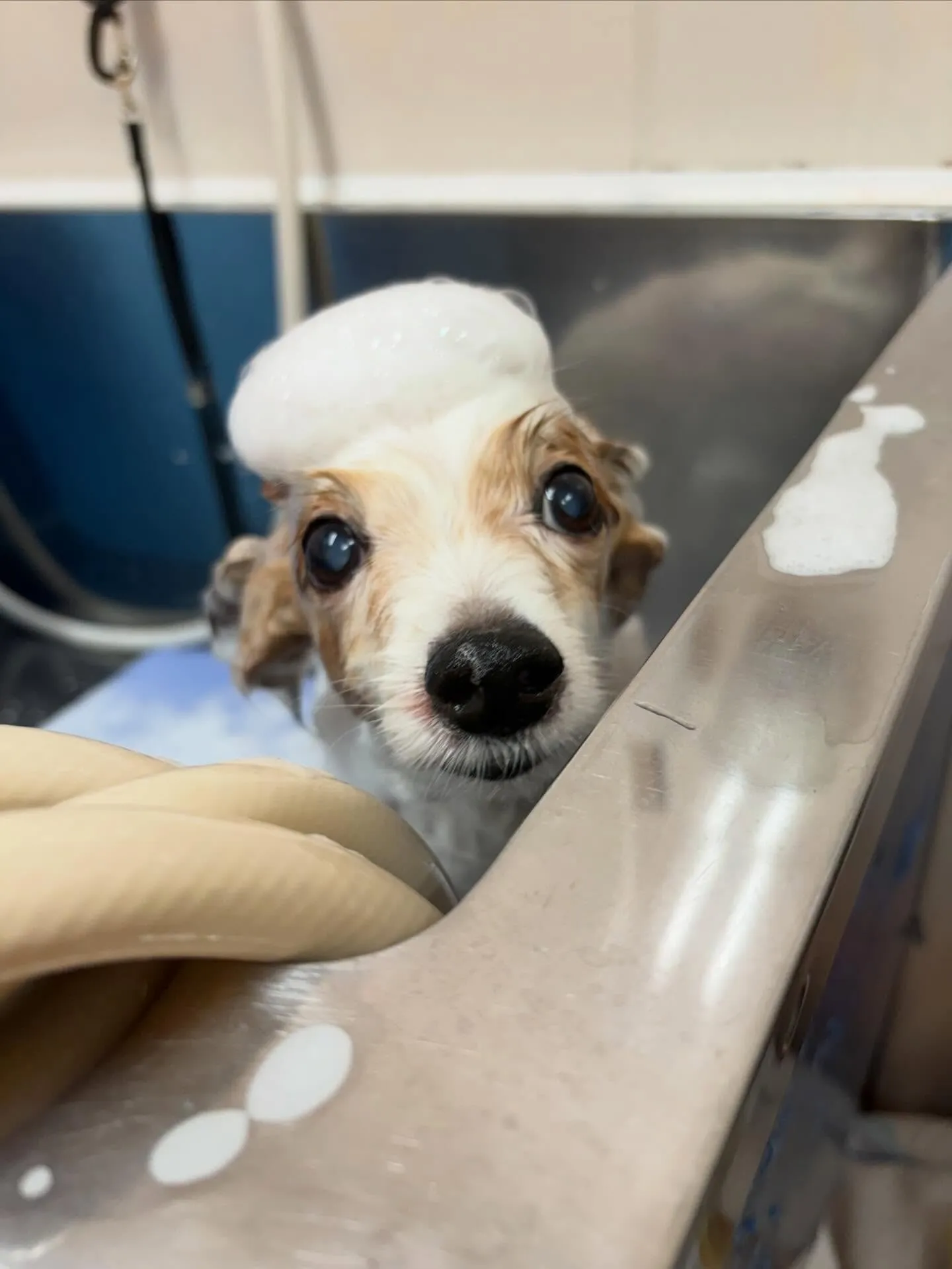 犬のトリミング✂️