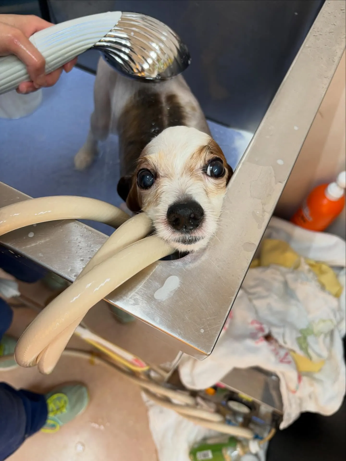 犬のトリミング✂️