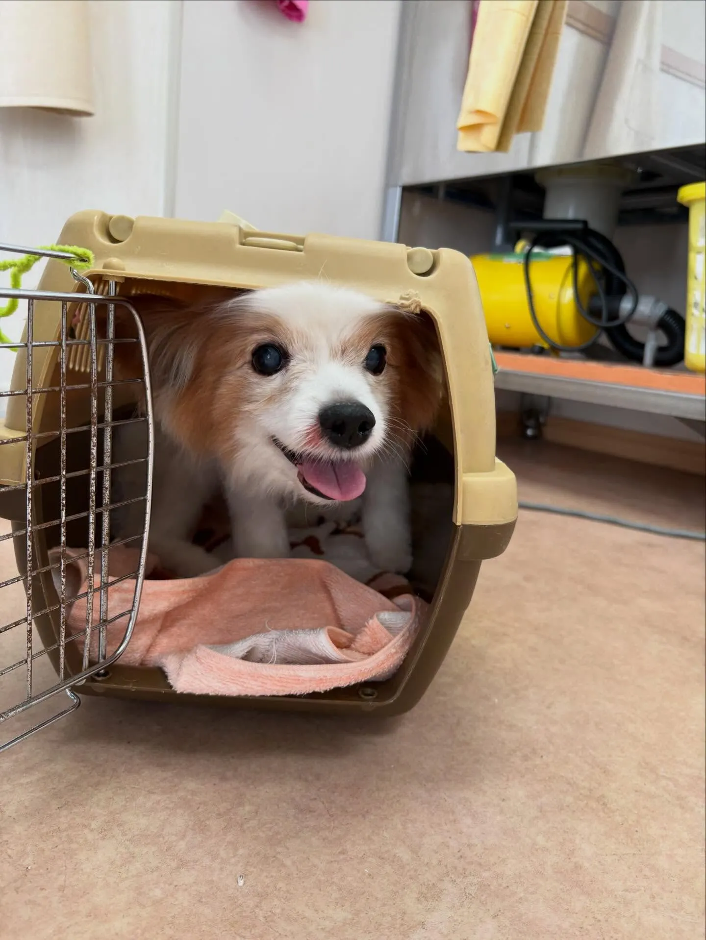 犬のトリミング✂️