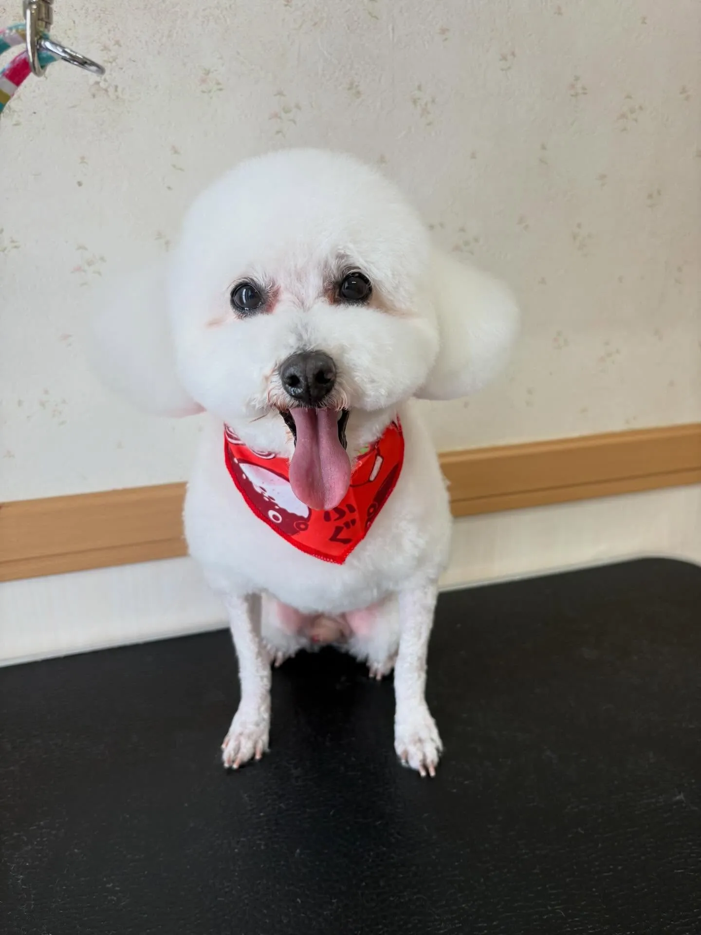 犬のトリミング✂️