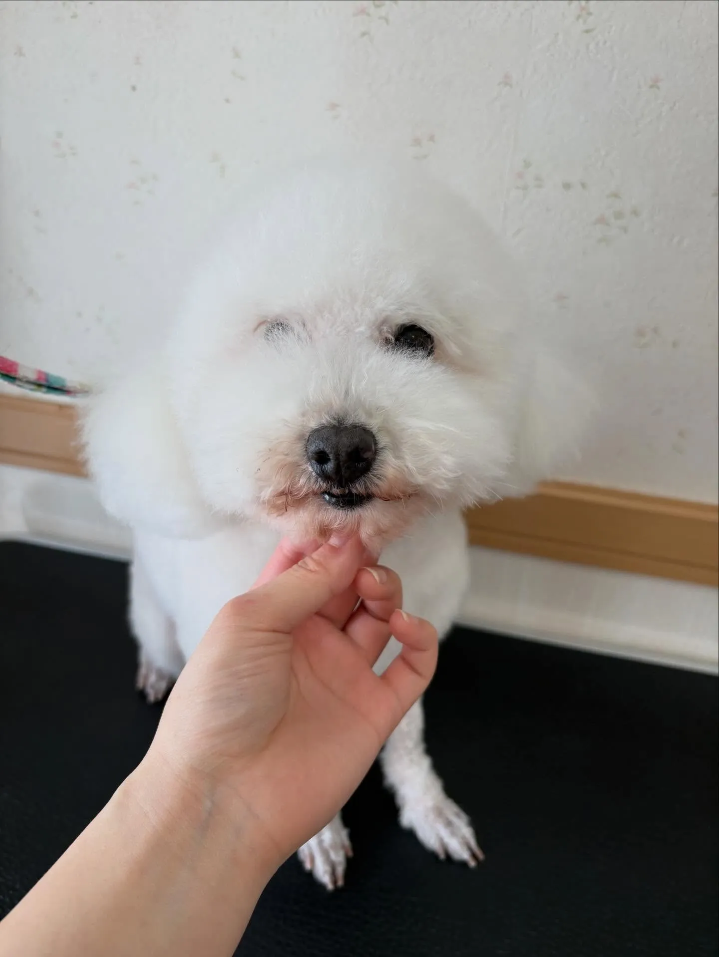 犬のトリミング✂️