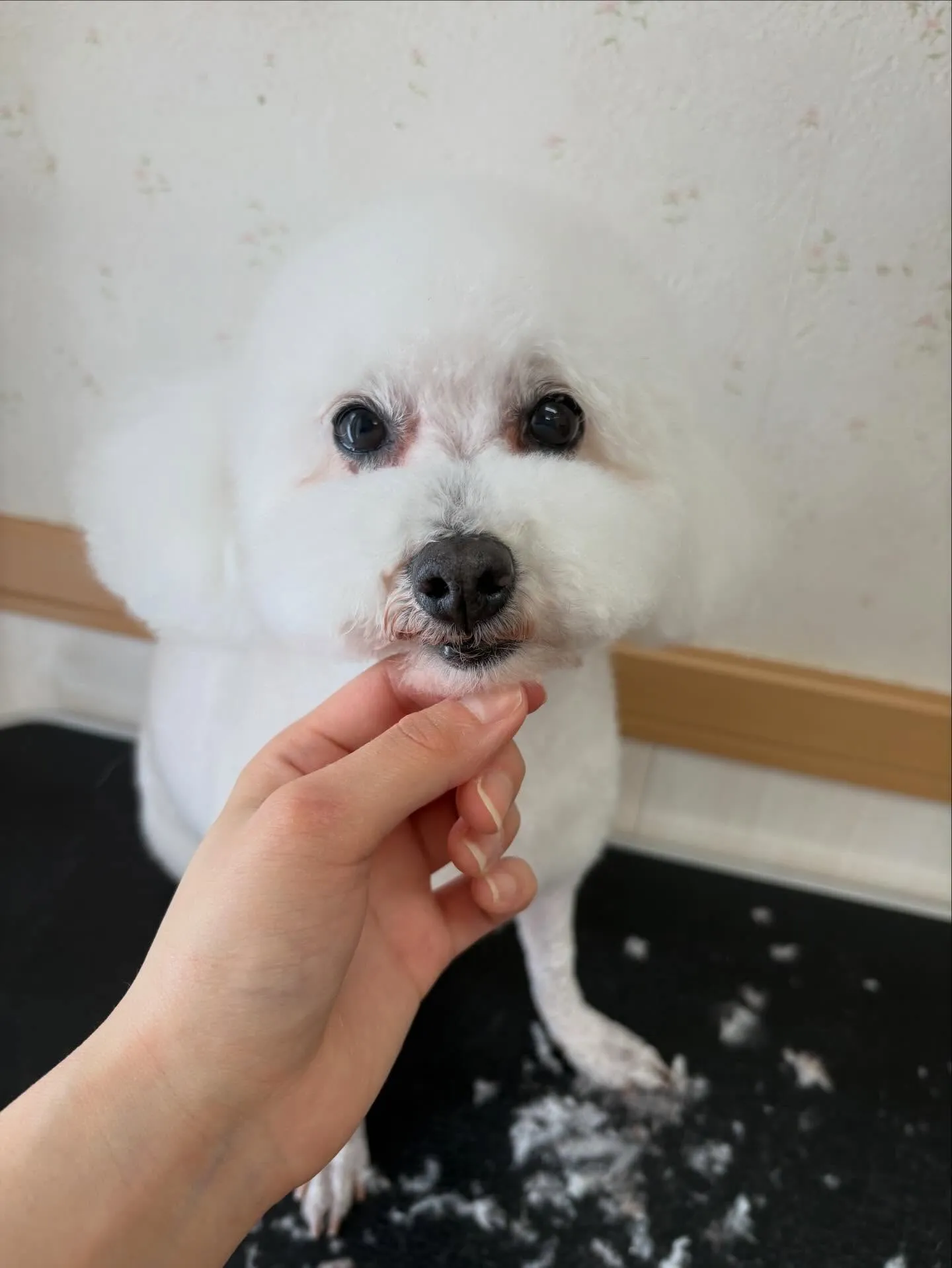 犬のトリミング✂️