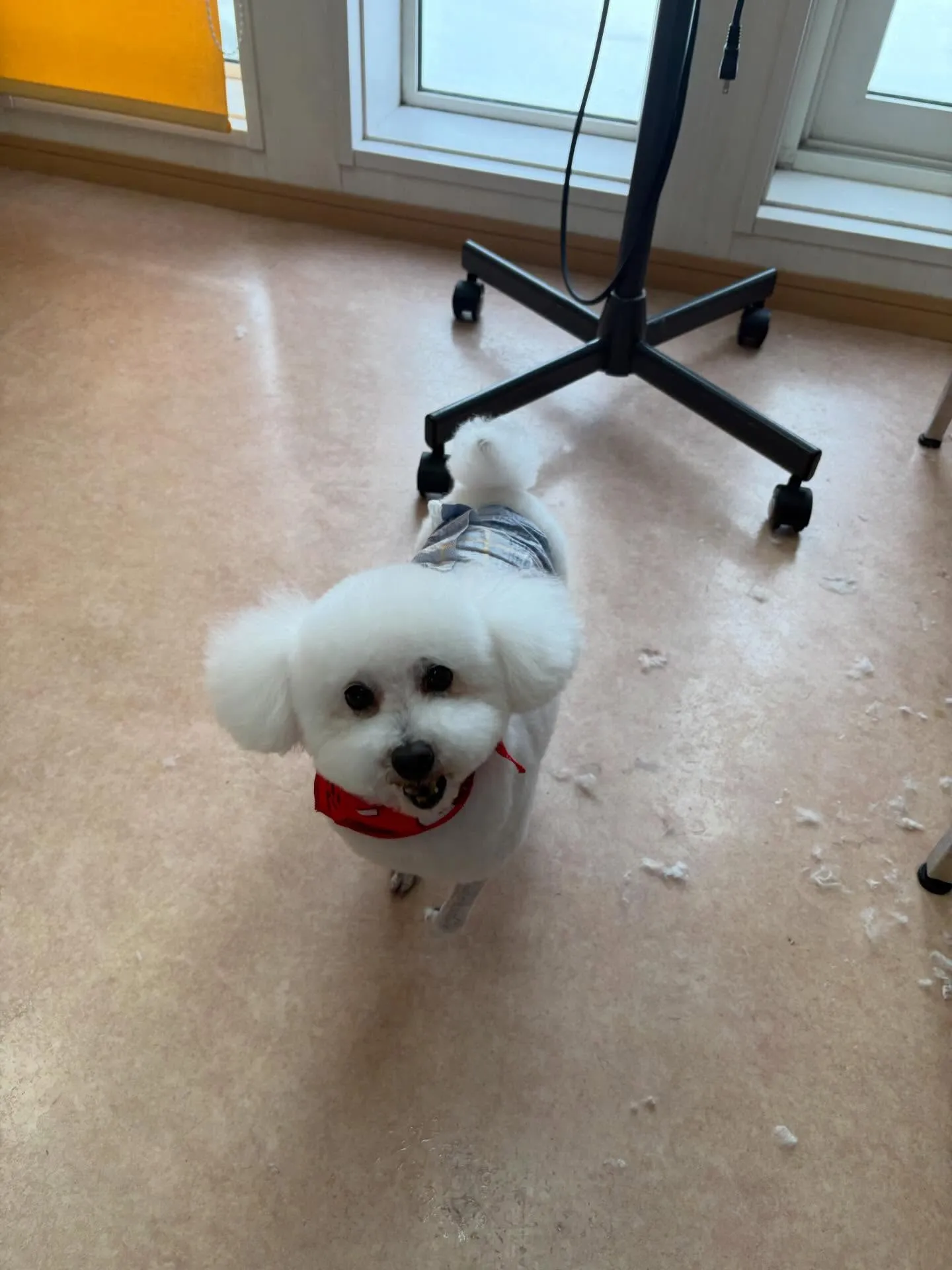 犬のトリミング✂️