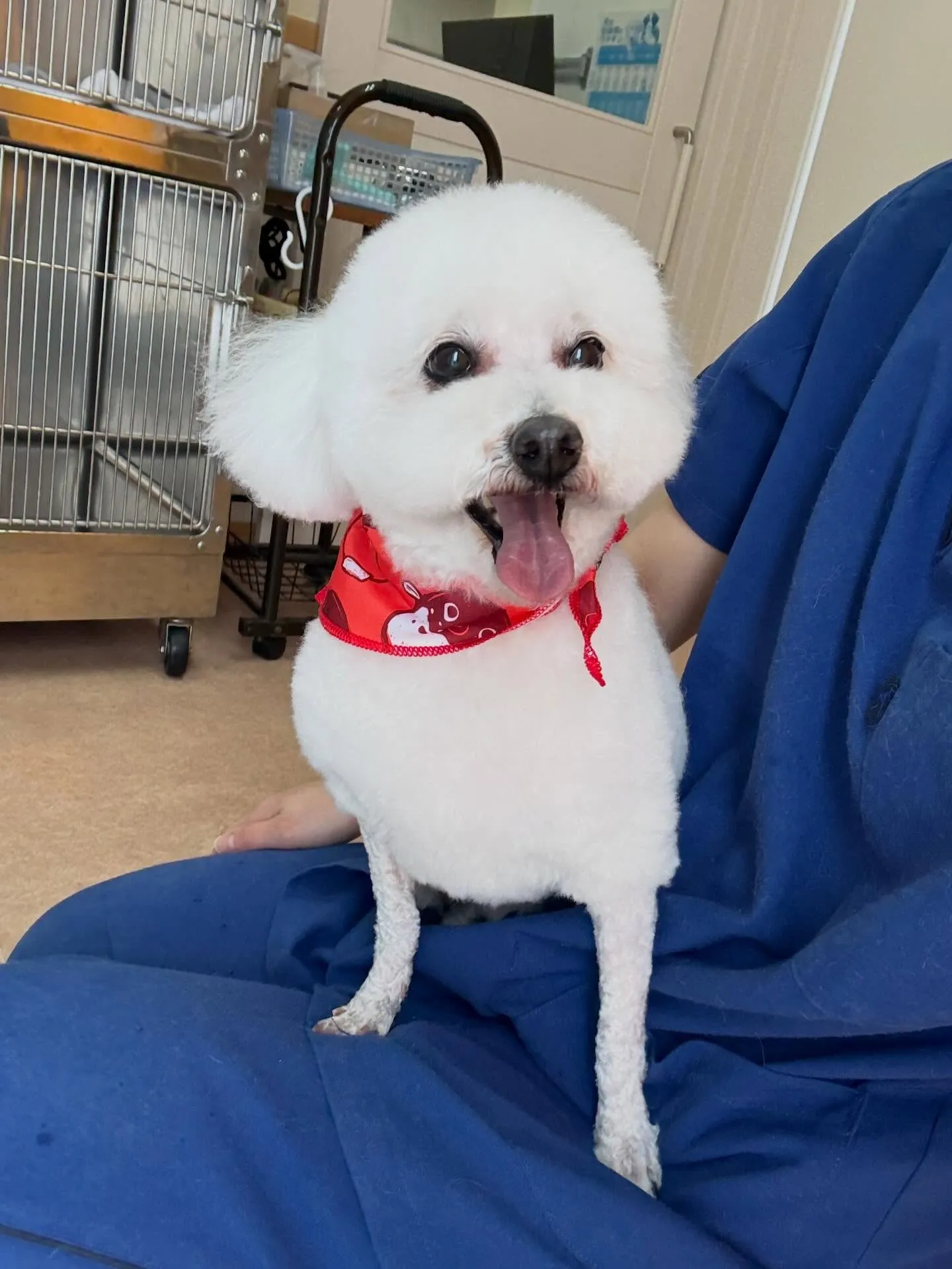 犬のトリミング✂️