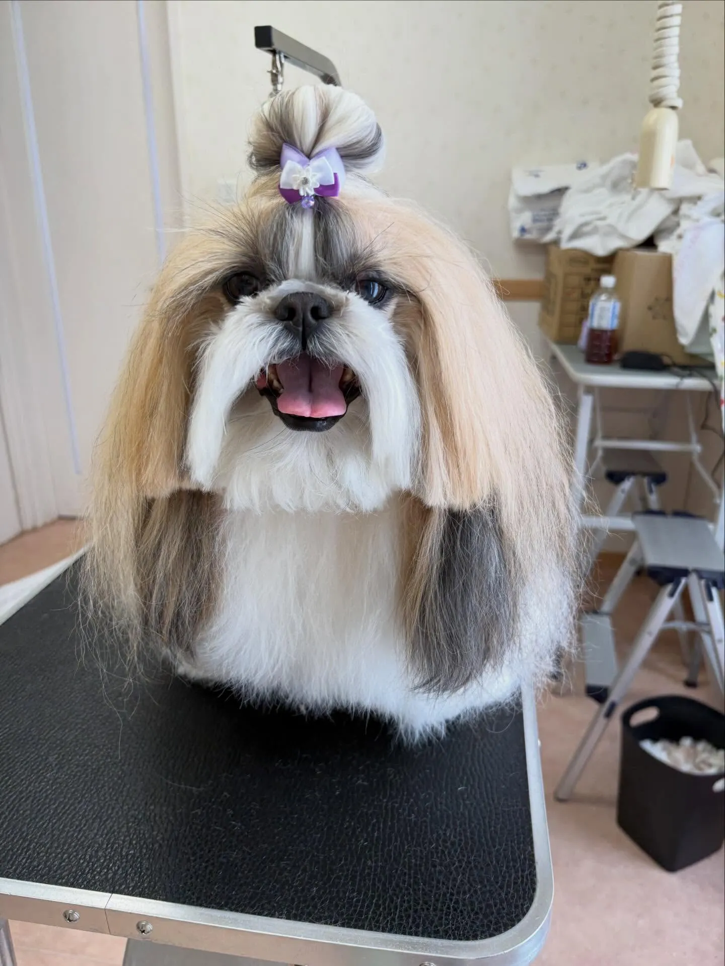 犬のシャンプー🫧